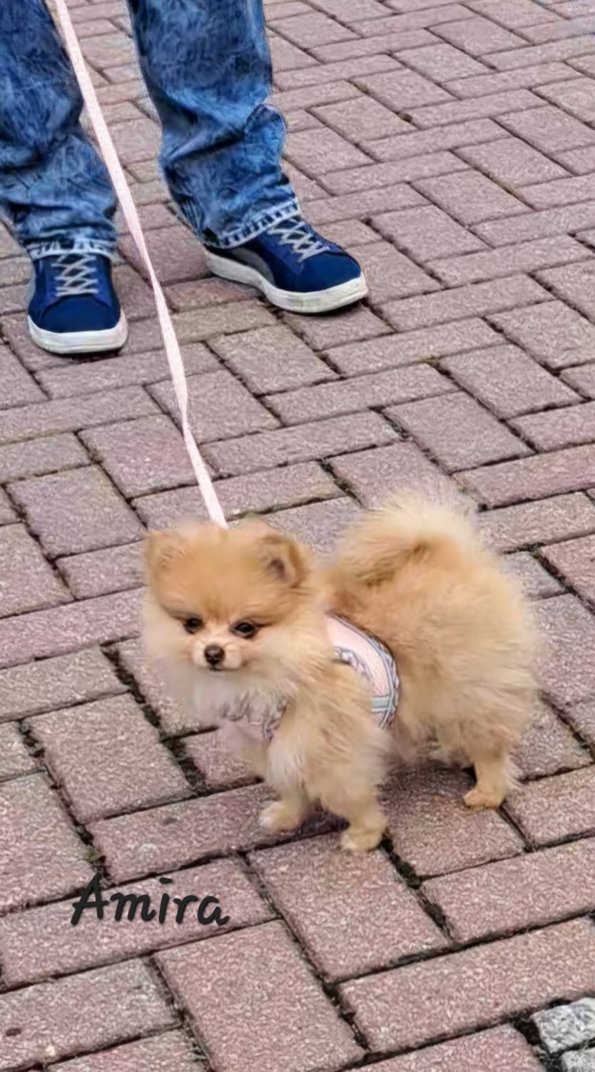 Pomeranianzucht - Hunderasse - Welpen 2024