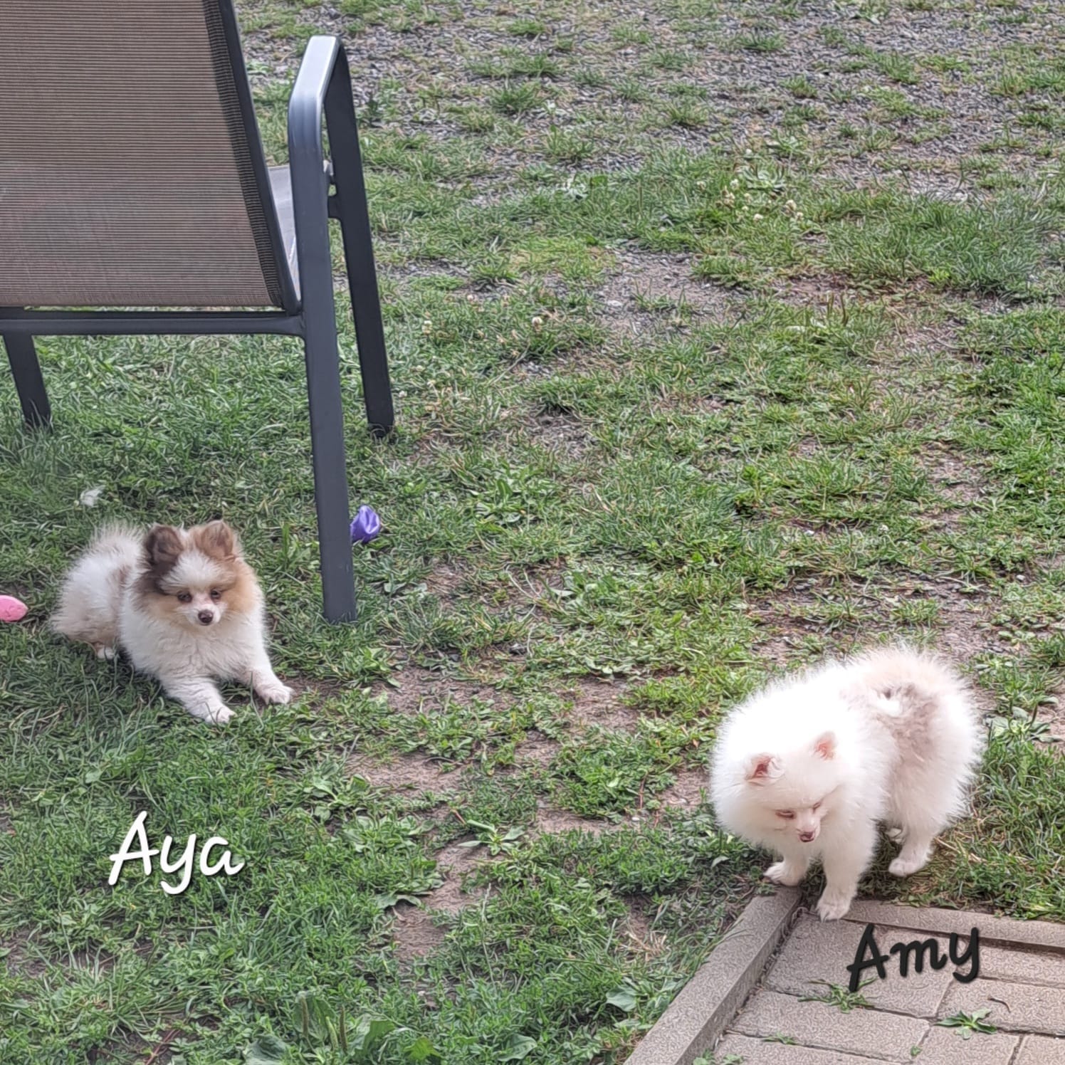 Pomeranianzucht - Hunderasse - Welpen 2024