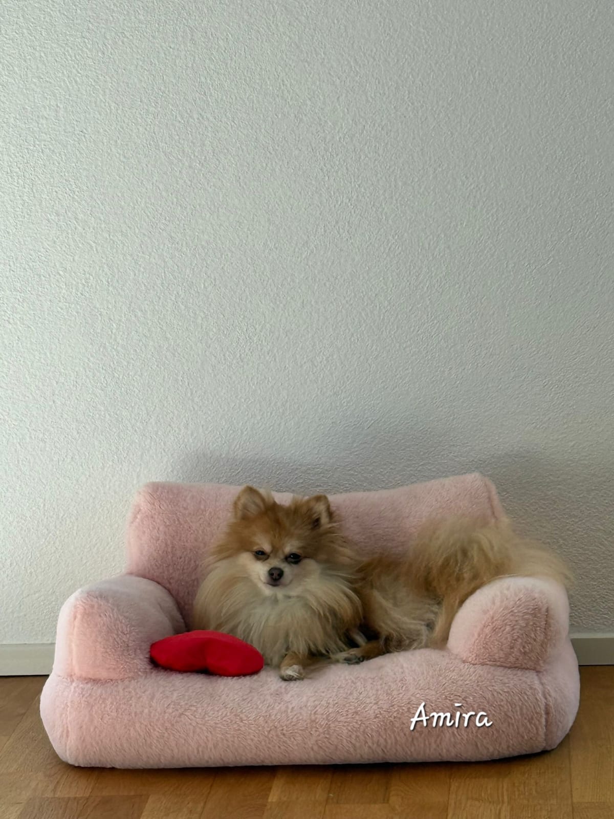 Pomeranianzucht - Hunderasse - Welpen 2024