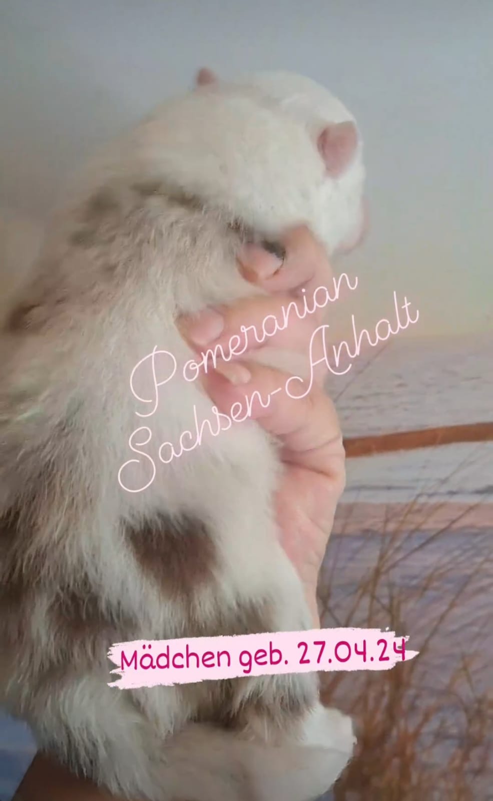 Pomeranianzucht - Hunderasse - Welpen 2024