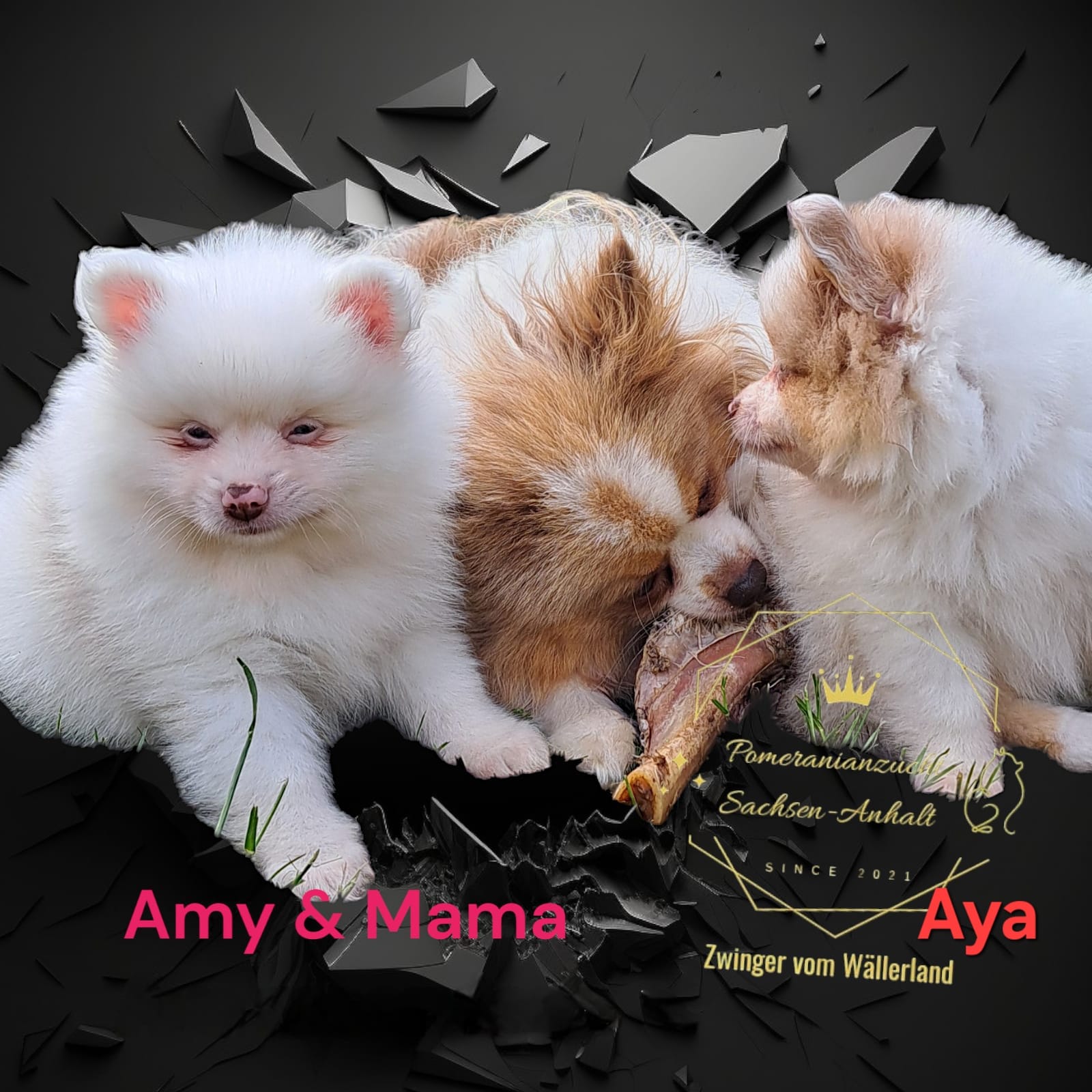 Pomeranianzucht - Hunderasse - Welpen 2024