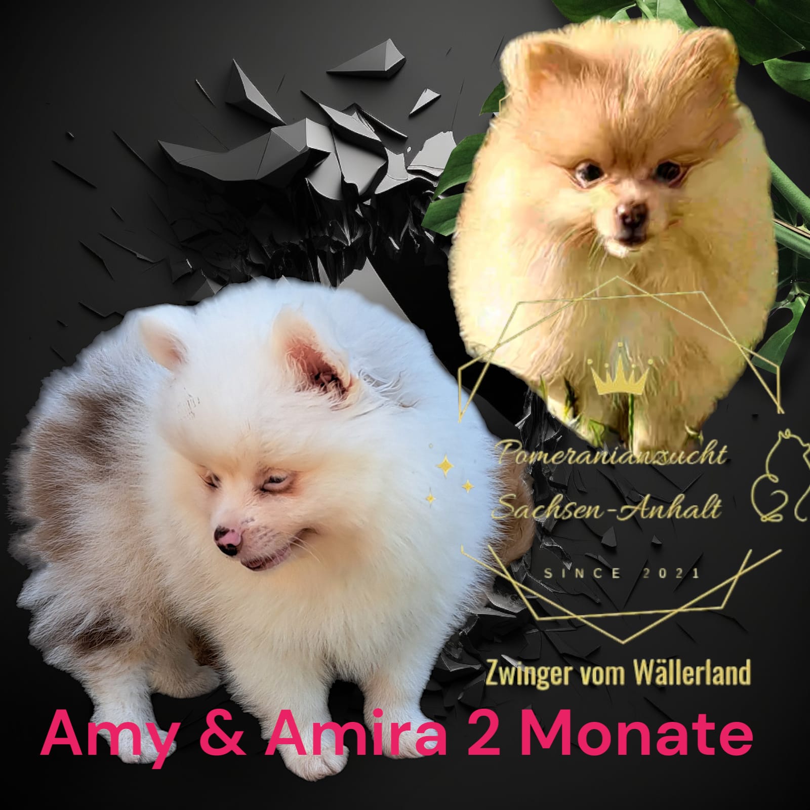 Pomeranianzucht - Hunderasse - Welpen 2024
