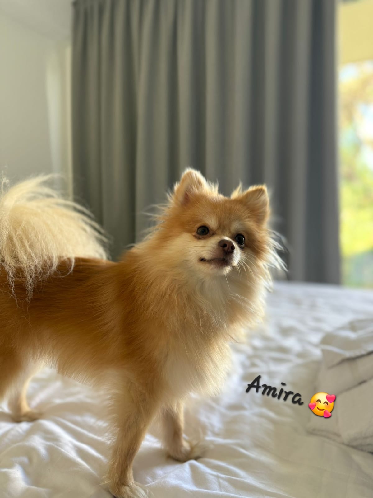 Pomeranianzucht - Hunderasse - Welpen 2024