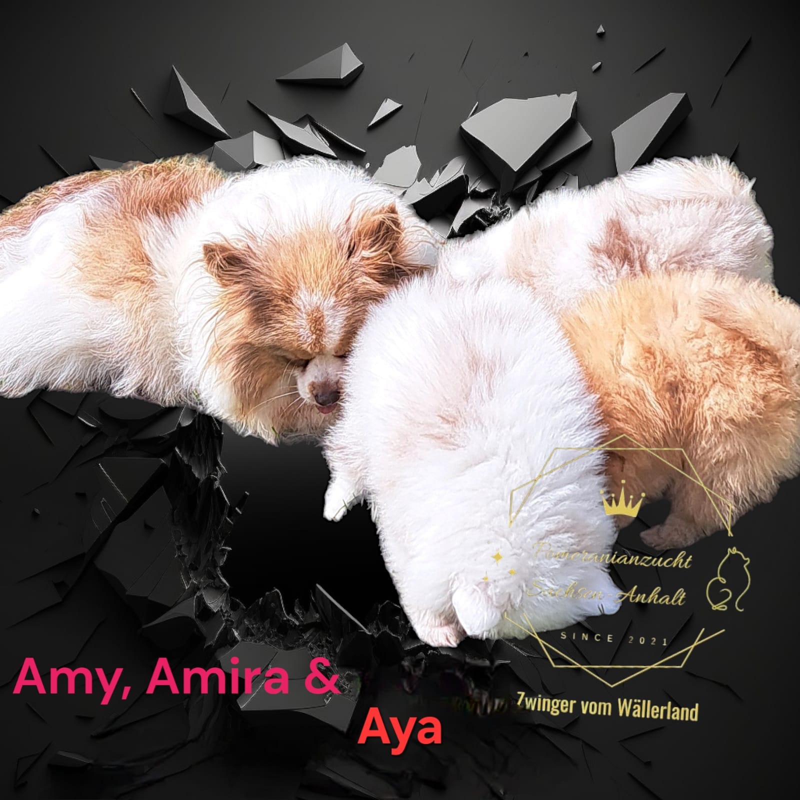 Pomeranianzucht - Hunderasse - Welpen 2024