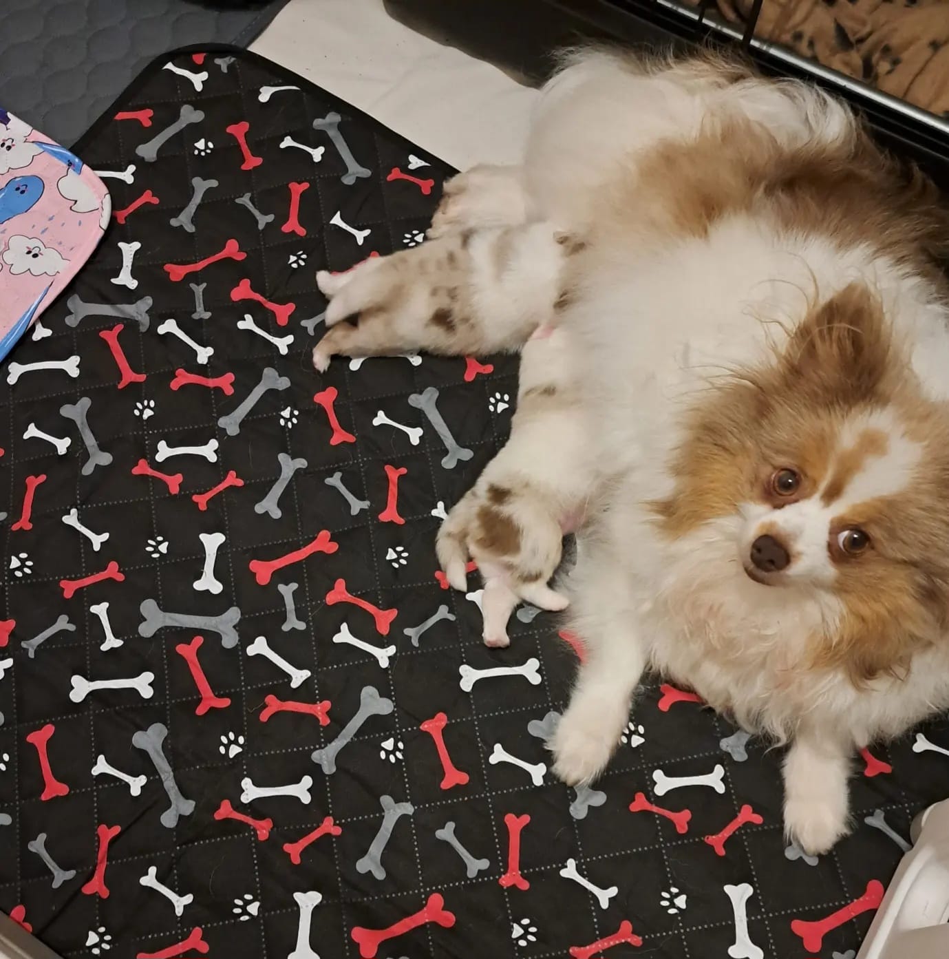 Pomeranianzucht - Hunderasse - Welpen 2024