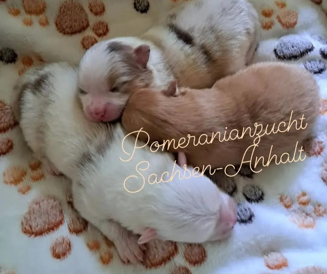 Pomeranianzucht - Hunderasse - Welpen 2024