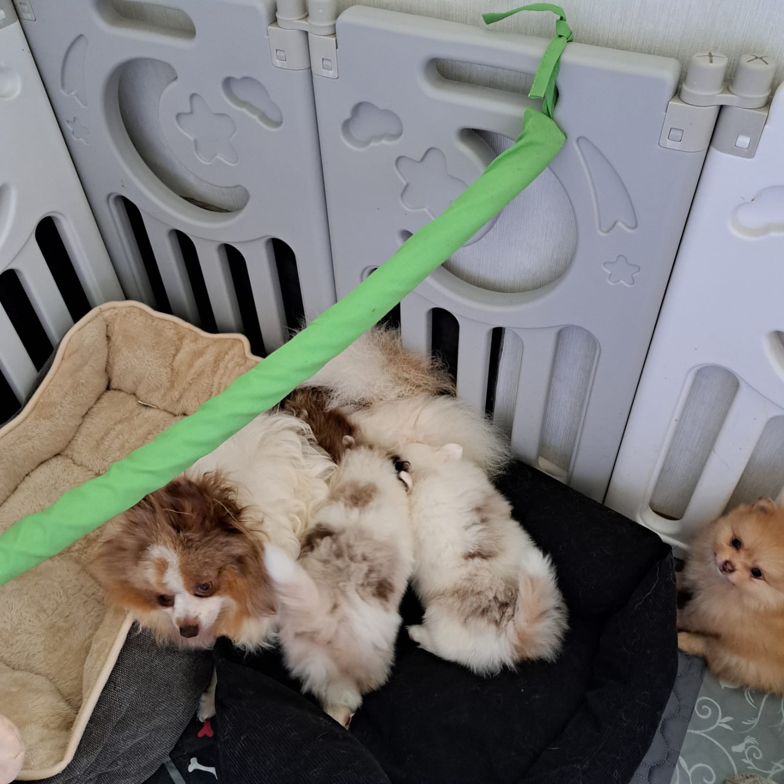 Pomeranianzucht - Hunderasse - Welpen 2024