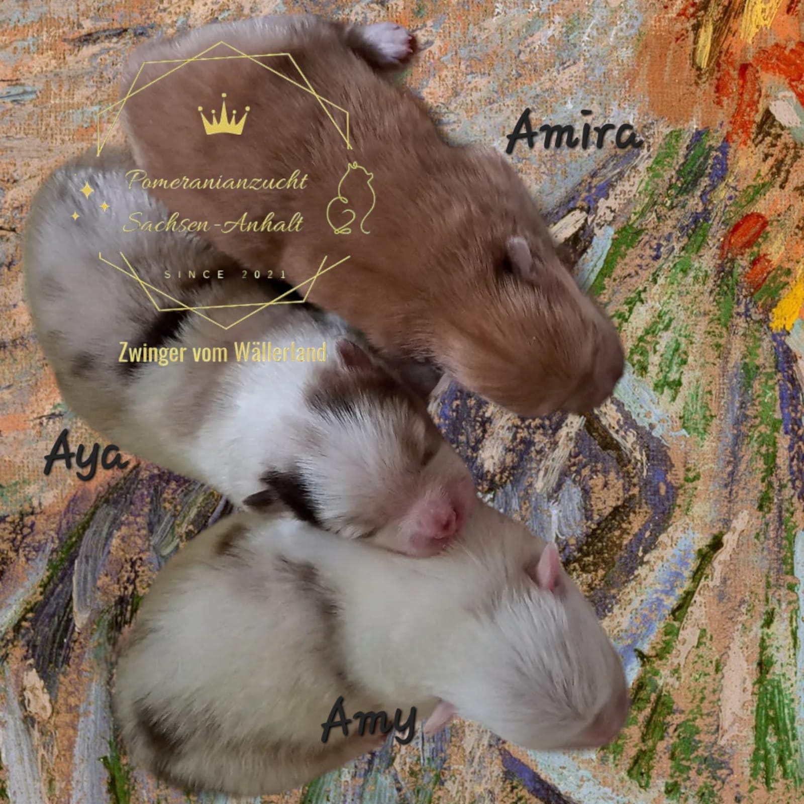 Pomeranianzucht - Hunderasse - Welpen 2024