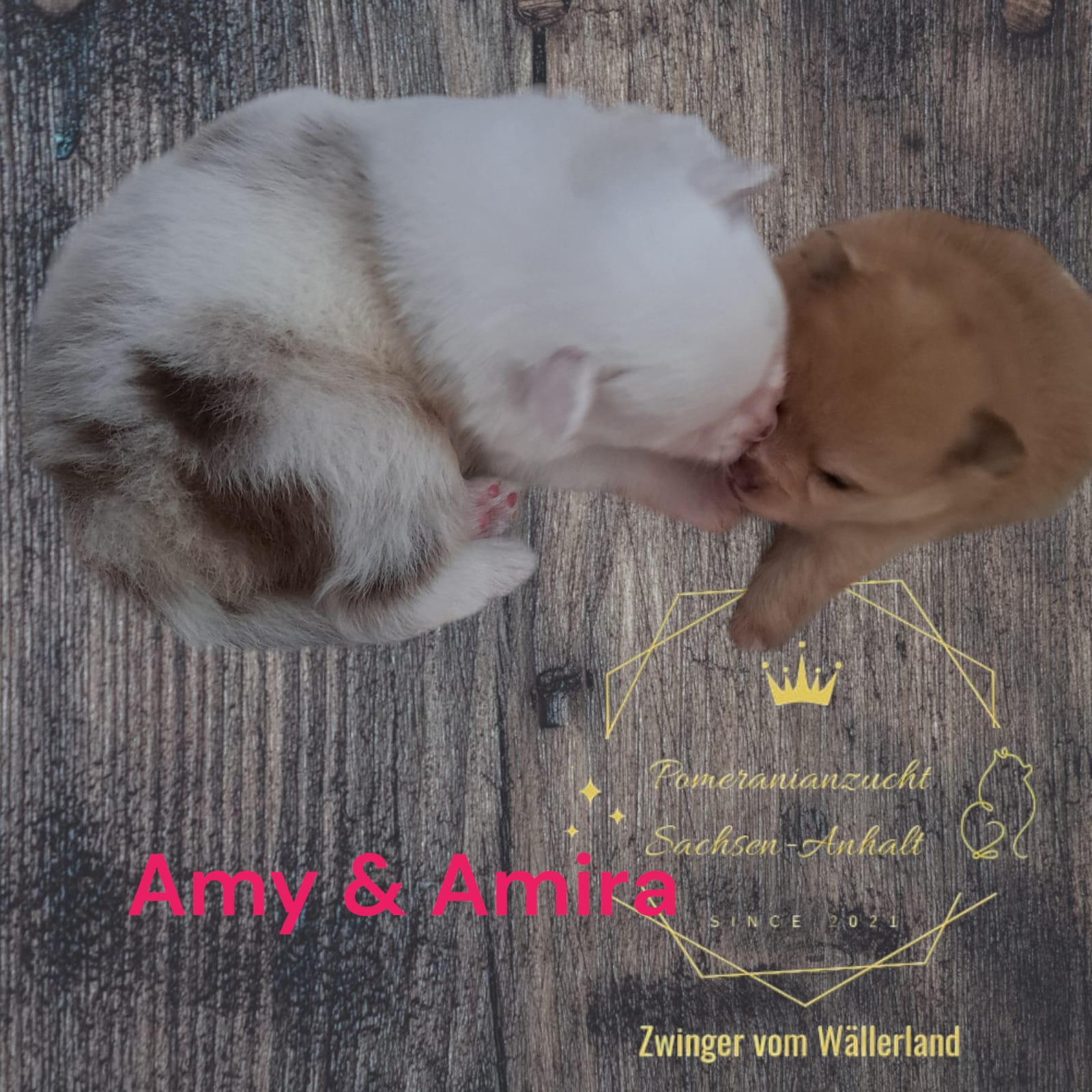 Pomeranianzucht - Hunderasse - Welpen 2024