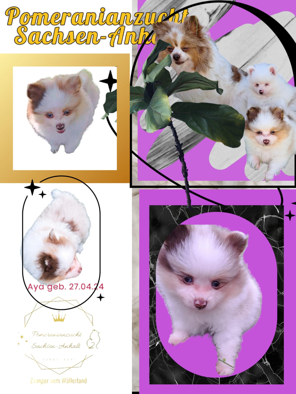Pomeranianzucht - Hunderasse - Welpen 2024