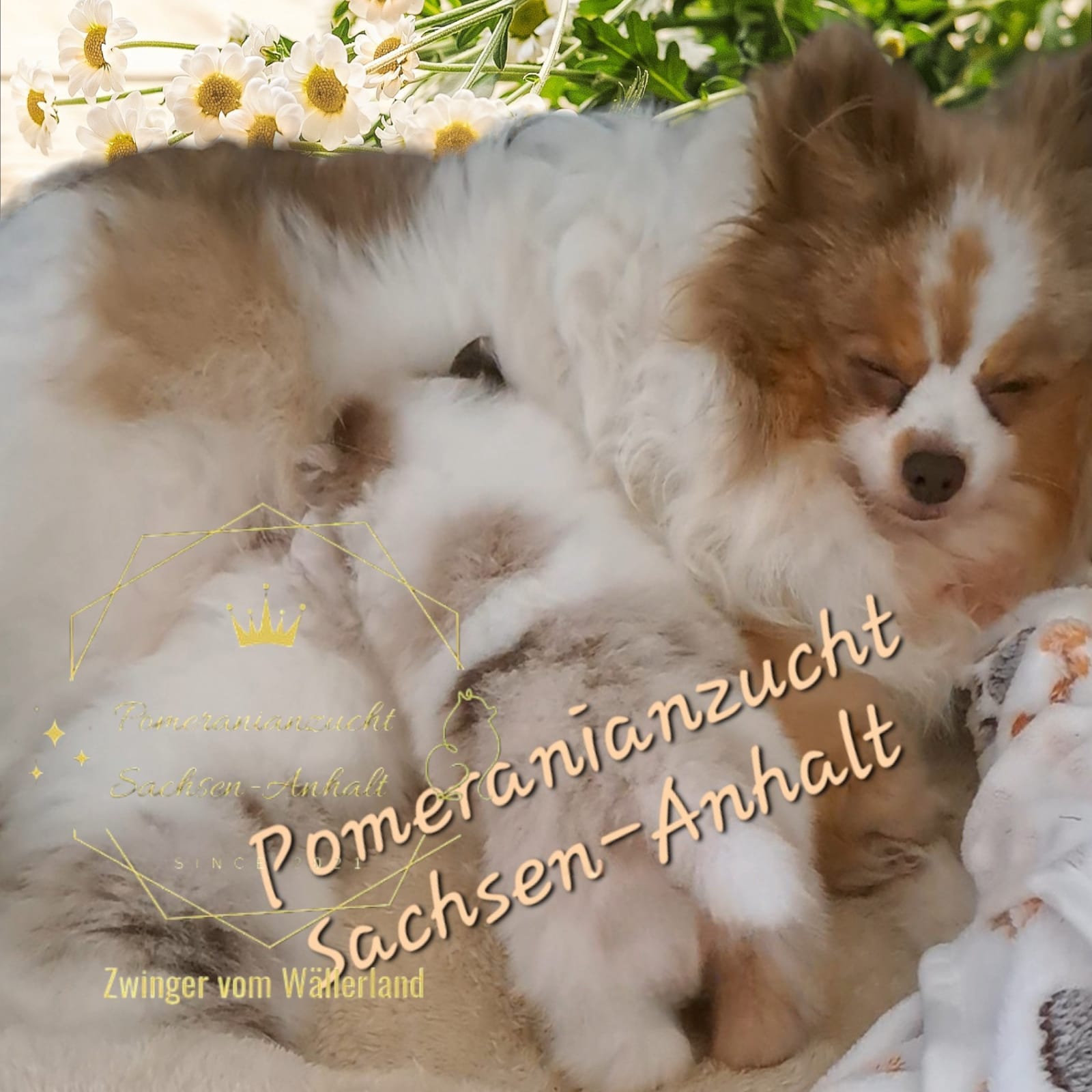 Pomeranianzucht - Hunderasse - Welpen 2024