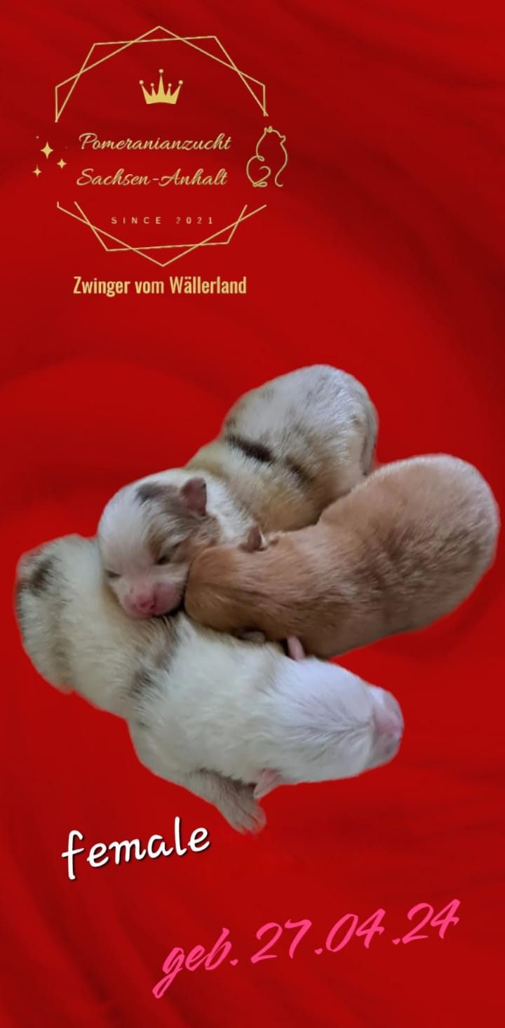 Pomeranianzucht - Hunderasse - Welpen 2024