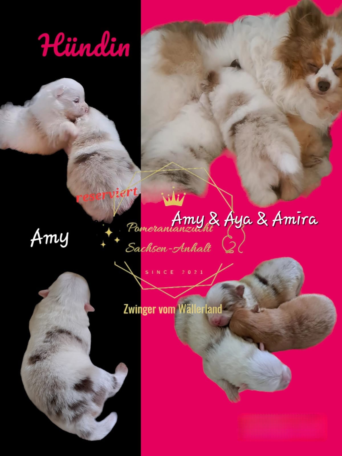 Pomeranianzucht - Hunderasse - Welpen 2024