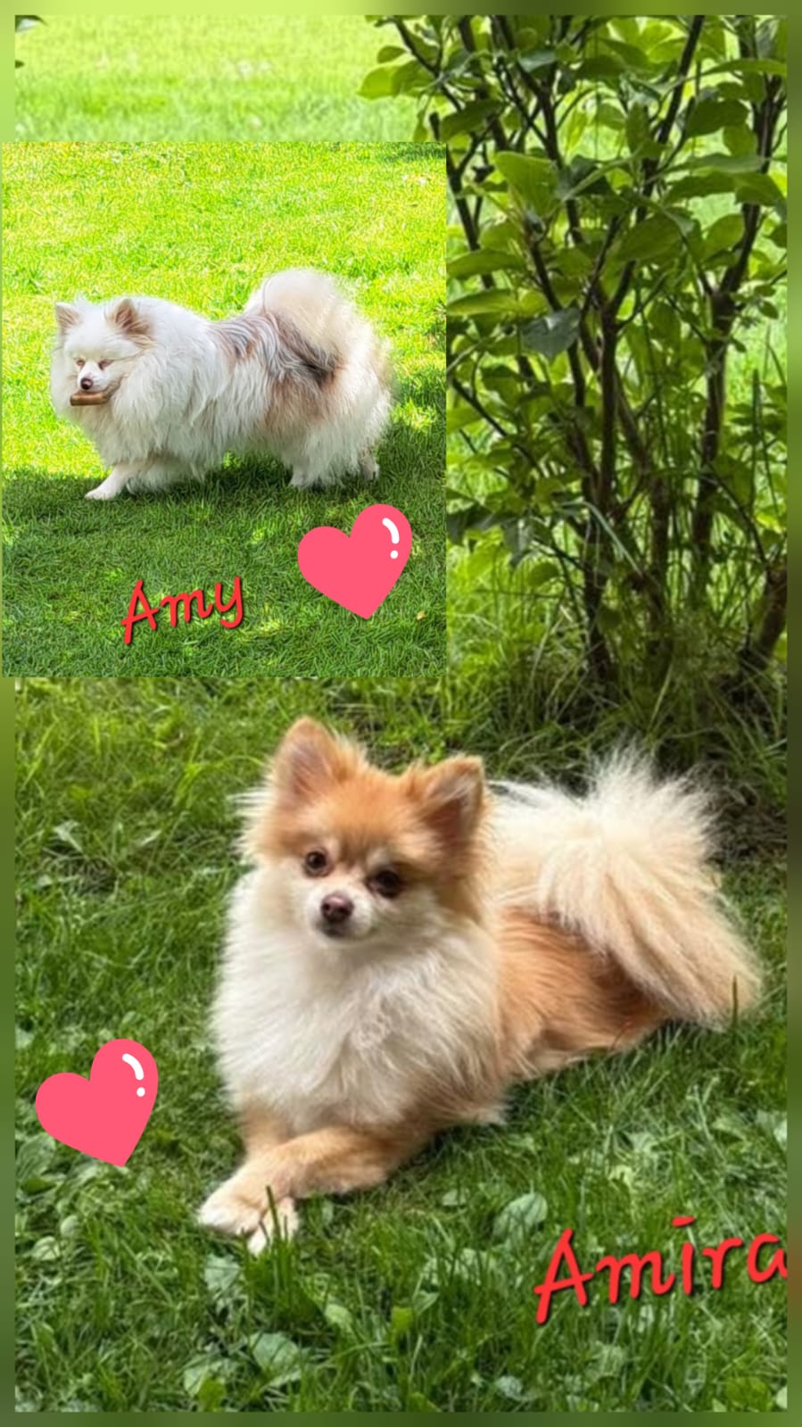 Pomeranianzucht - Hunderasse - Welpen 2024