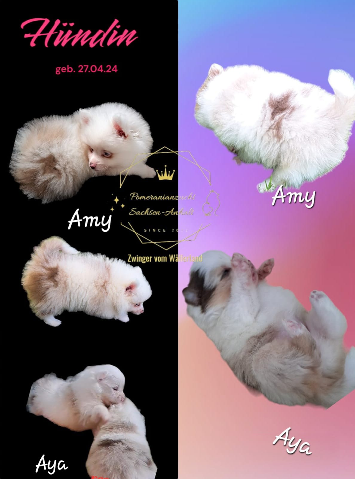 Pomeranianzucht - Hunderasse - Welpen 2024