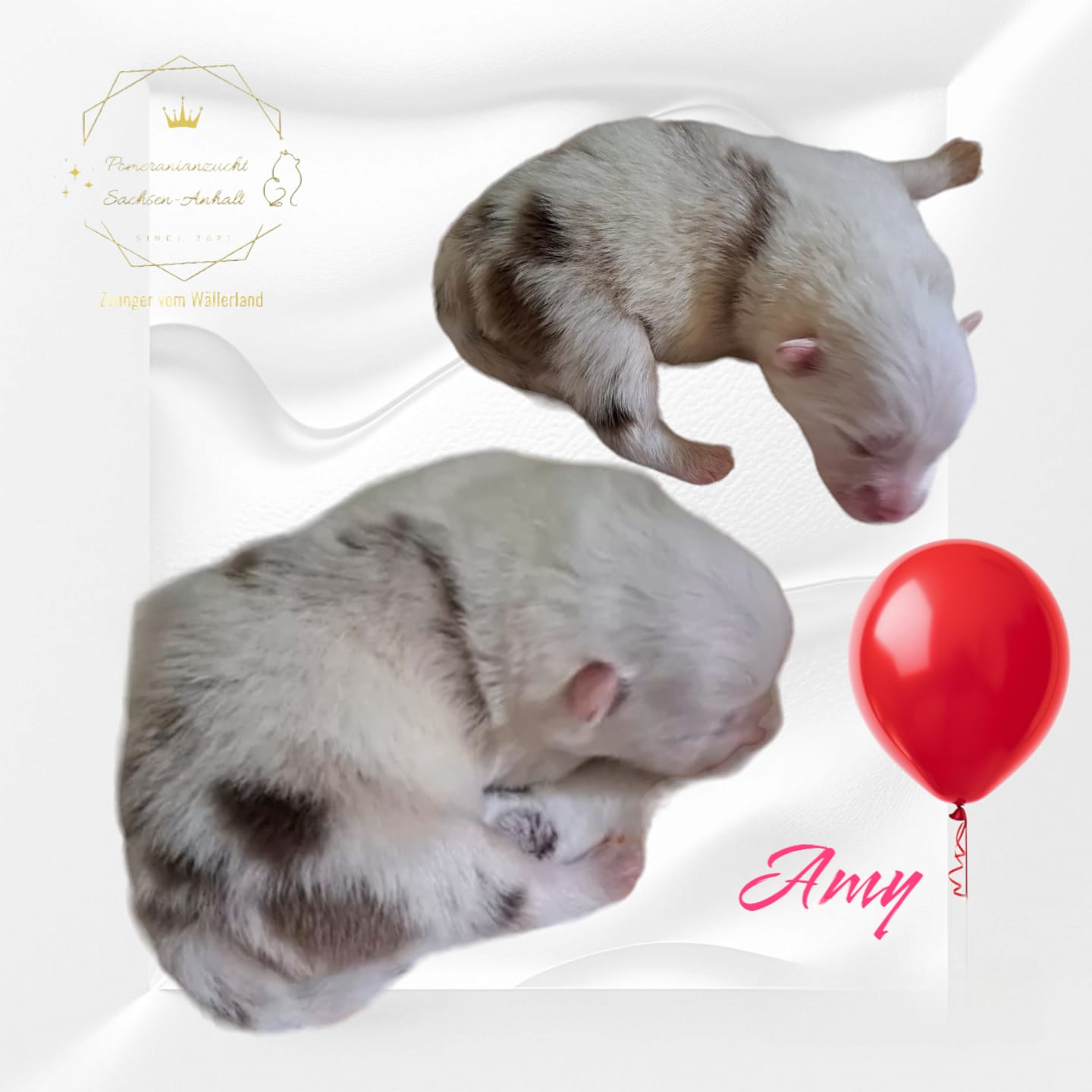 Pomeranianzucht - Hunderasse - Welpen 2024