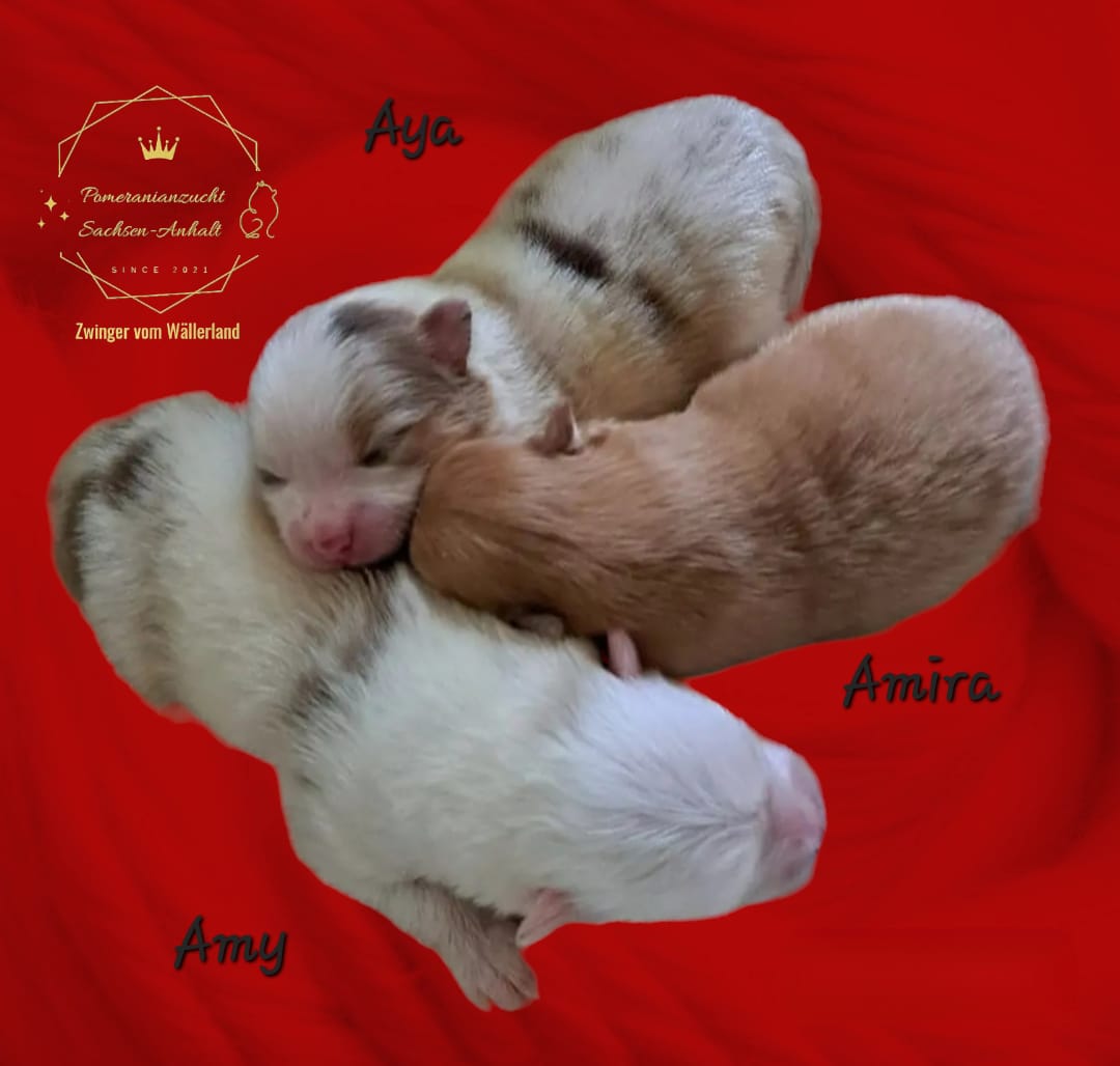 Pomeranianzucht - Hunderasse - Welpen 2024