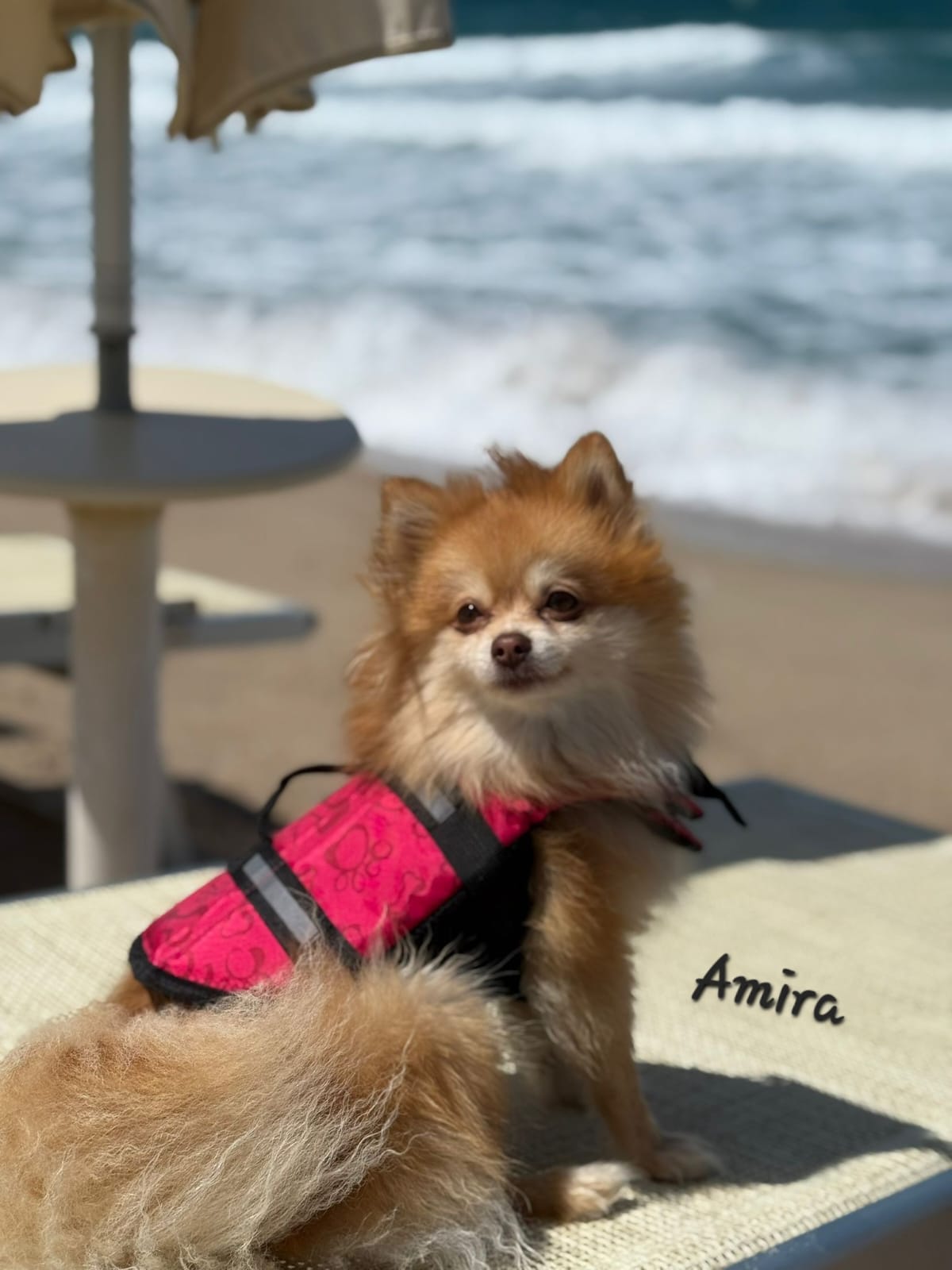 Pomeranianzucht - Hunderasse - Welpen 2024