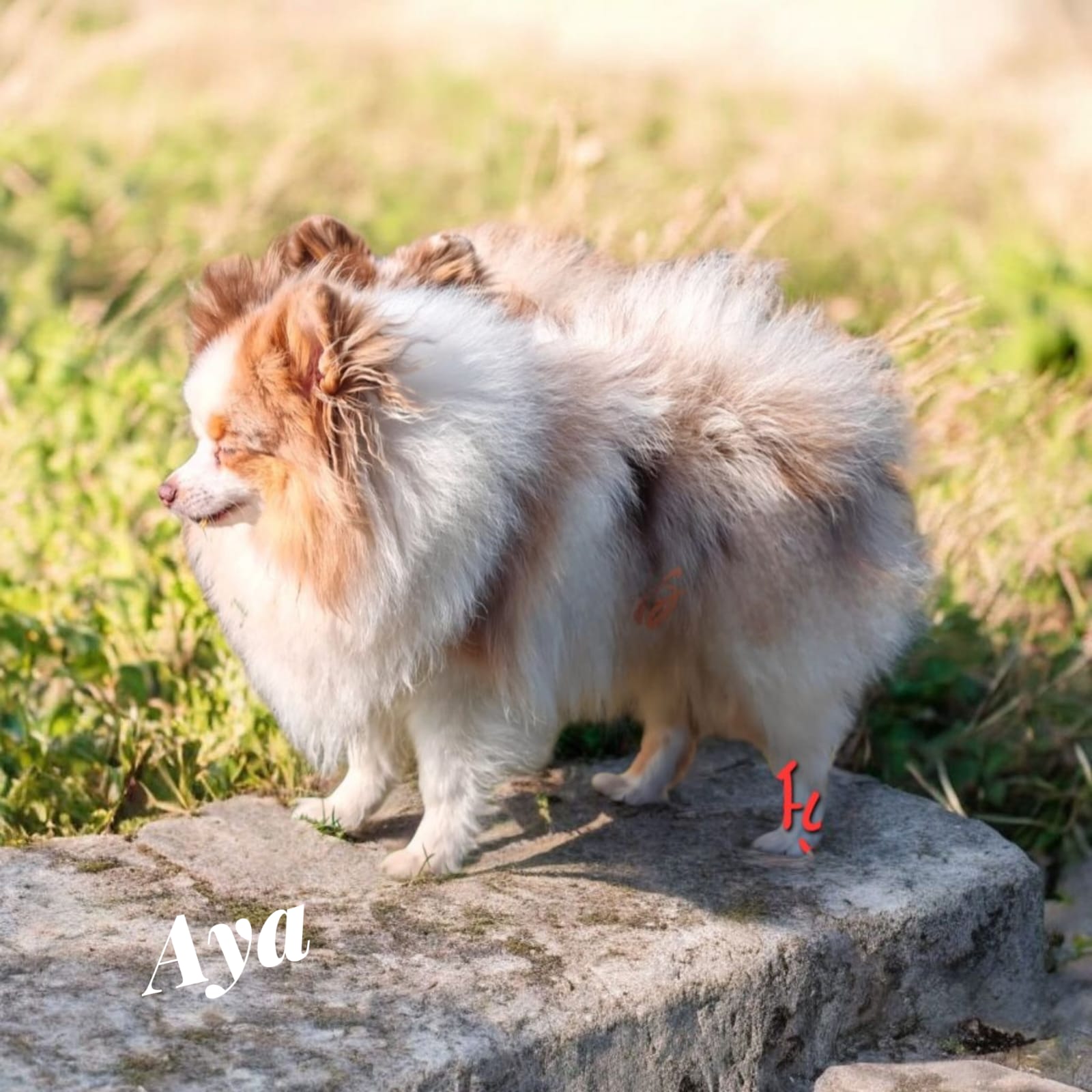 Pomeranianzucht - Hunderasse - Welpen 2024