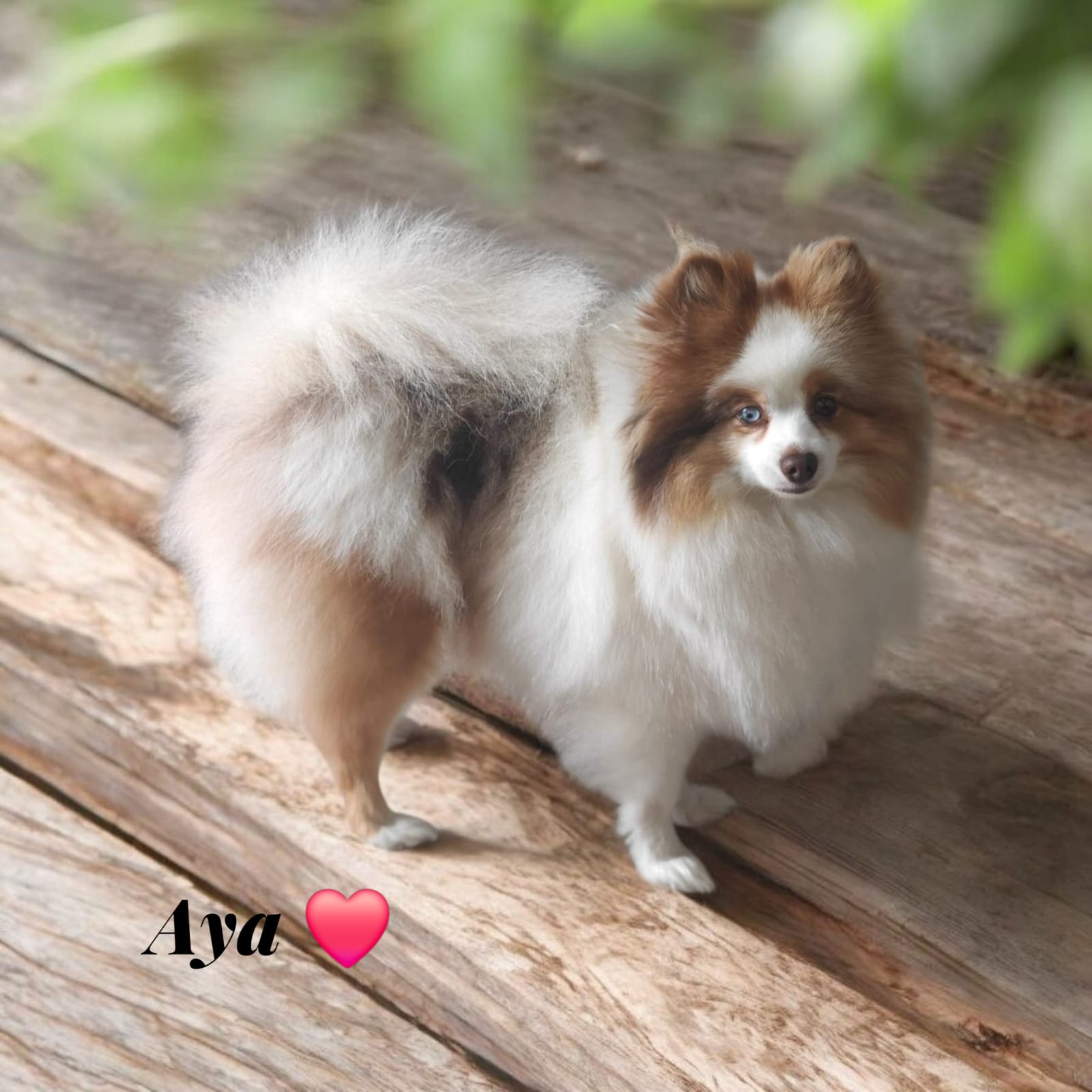 Pomeranianzucht - Hunderasse - Welpen 2024