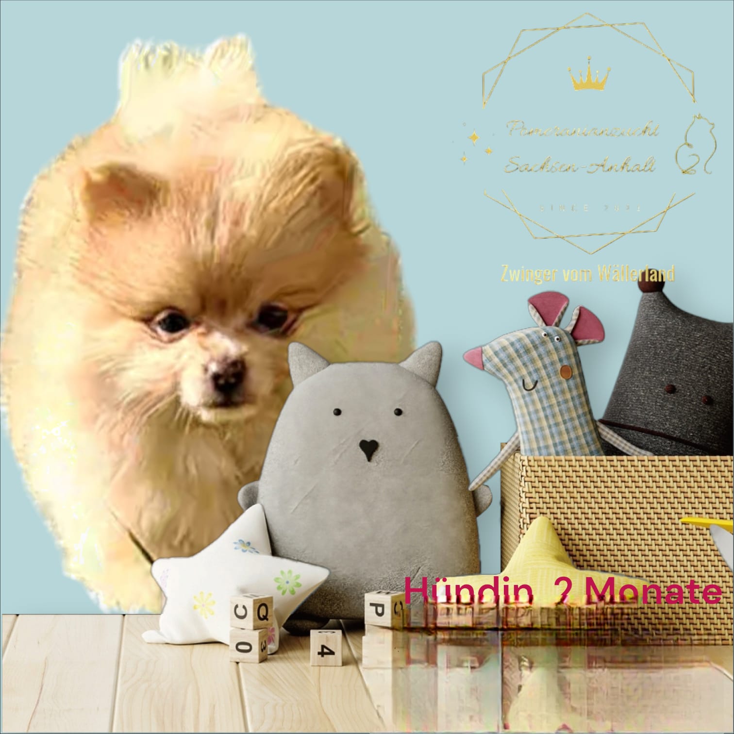 Pomeranianzucht - Hunderasse - Welpen 2024