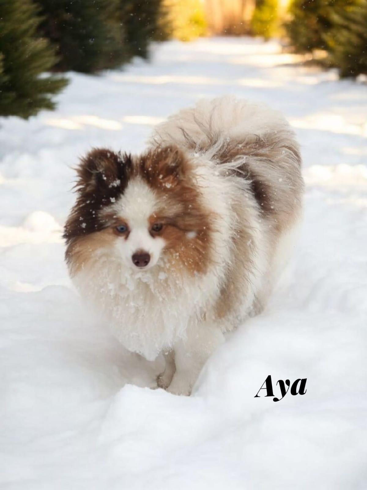 Pomeranianzucht - Hunderasse - Welpen 2024