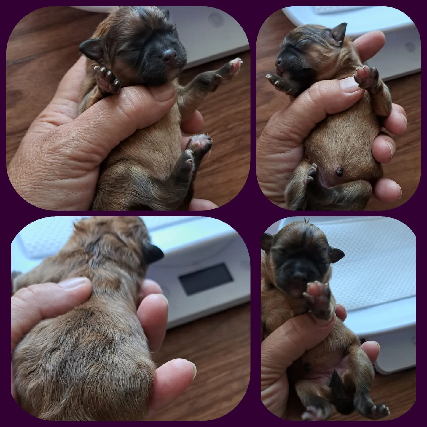 Pomeranianzucht - Hunderasse - Welpen geb. 29.08.2024