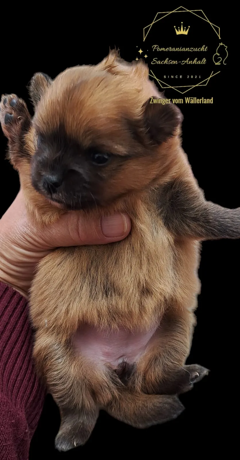 Pomeranianzucht - Hunderasse - Welpen geb. 29.08.2024