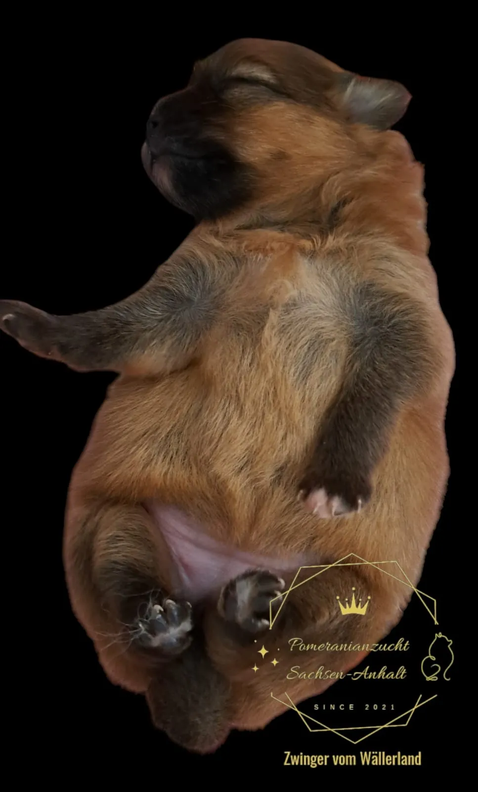 Pomeranianzucht - Hunderasse - Welpen geb. 29.08.2024