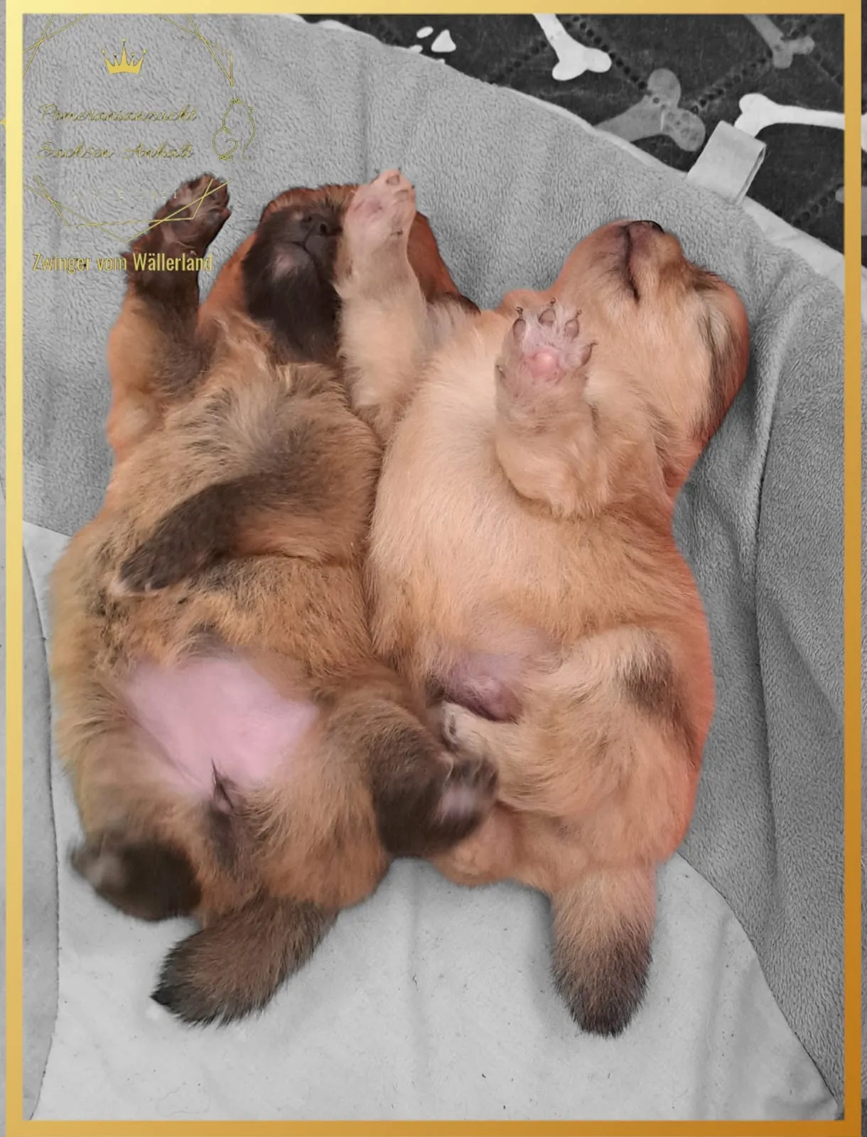 Pomeranianzucht - Hunderasse - Welpen geb. 29.08.2024