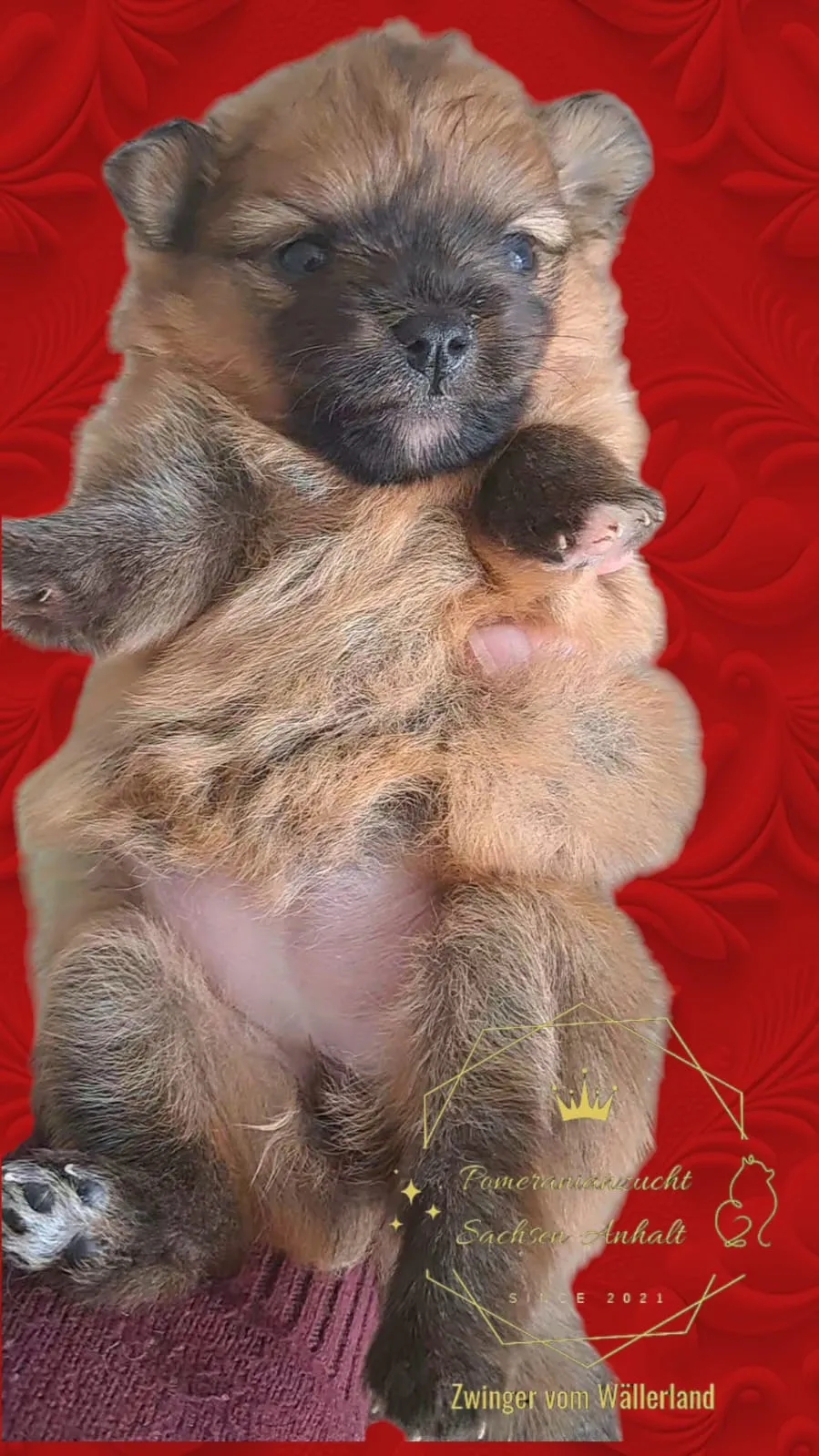 Pomeranianzucht - Hunderasse - Welpen geb. 29.08.2024