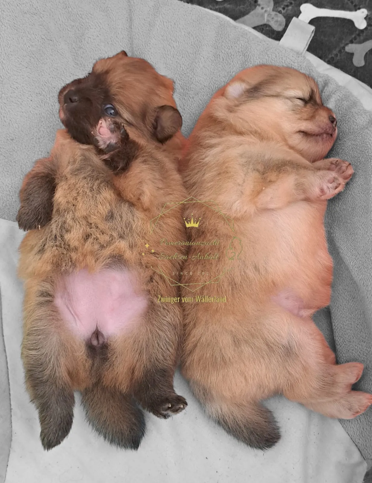 Pomeranianzucht - Hunderasse - Welpen geb. 29.08.2024