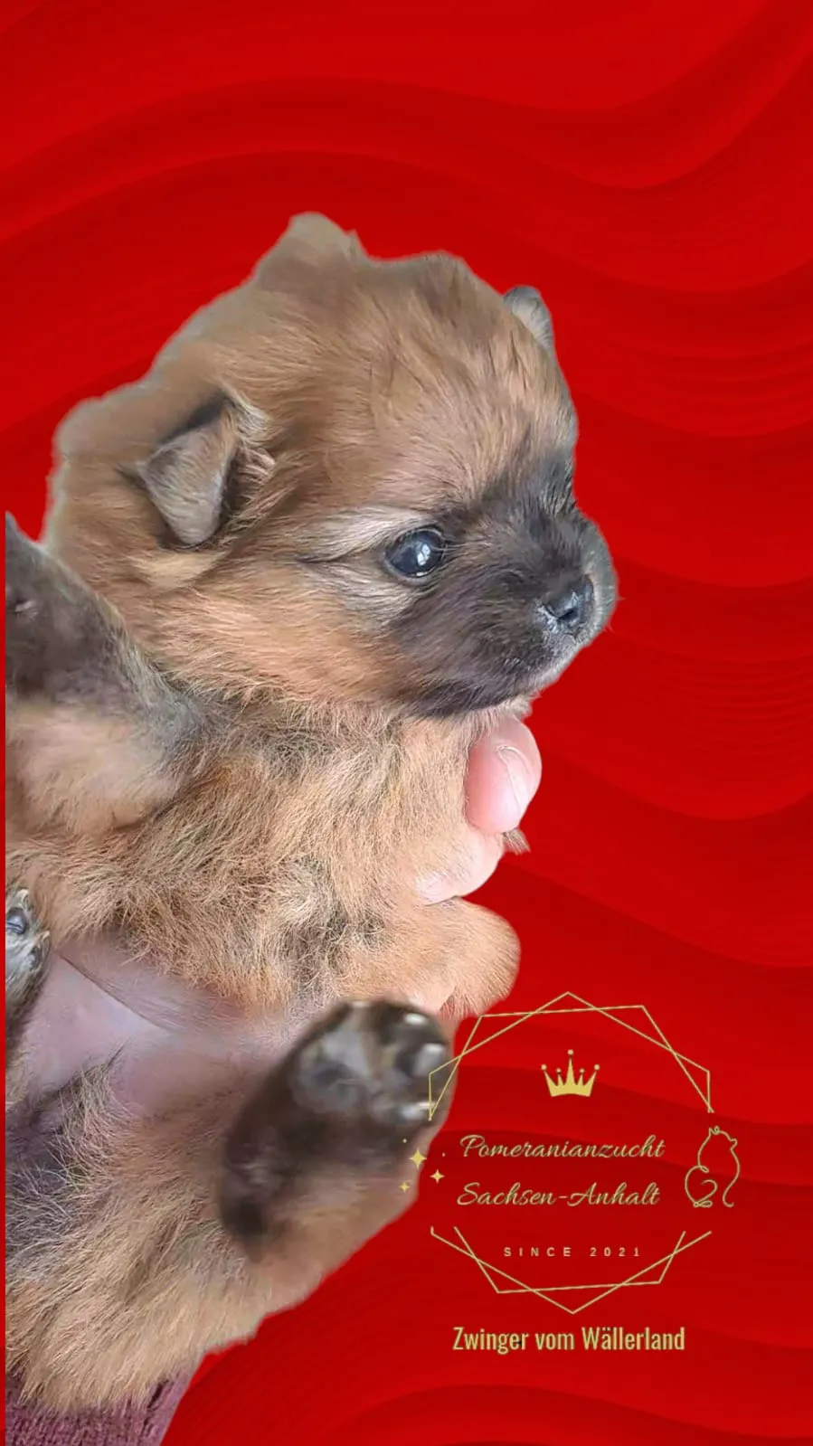 Pomeranianzucht - Hunderasse - Welpen geb. 29.08.2024