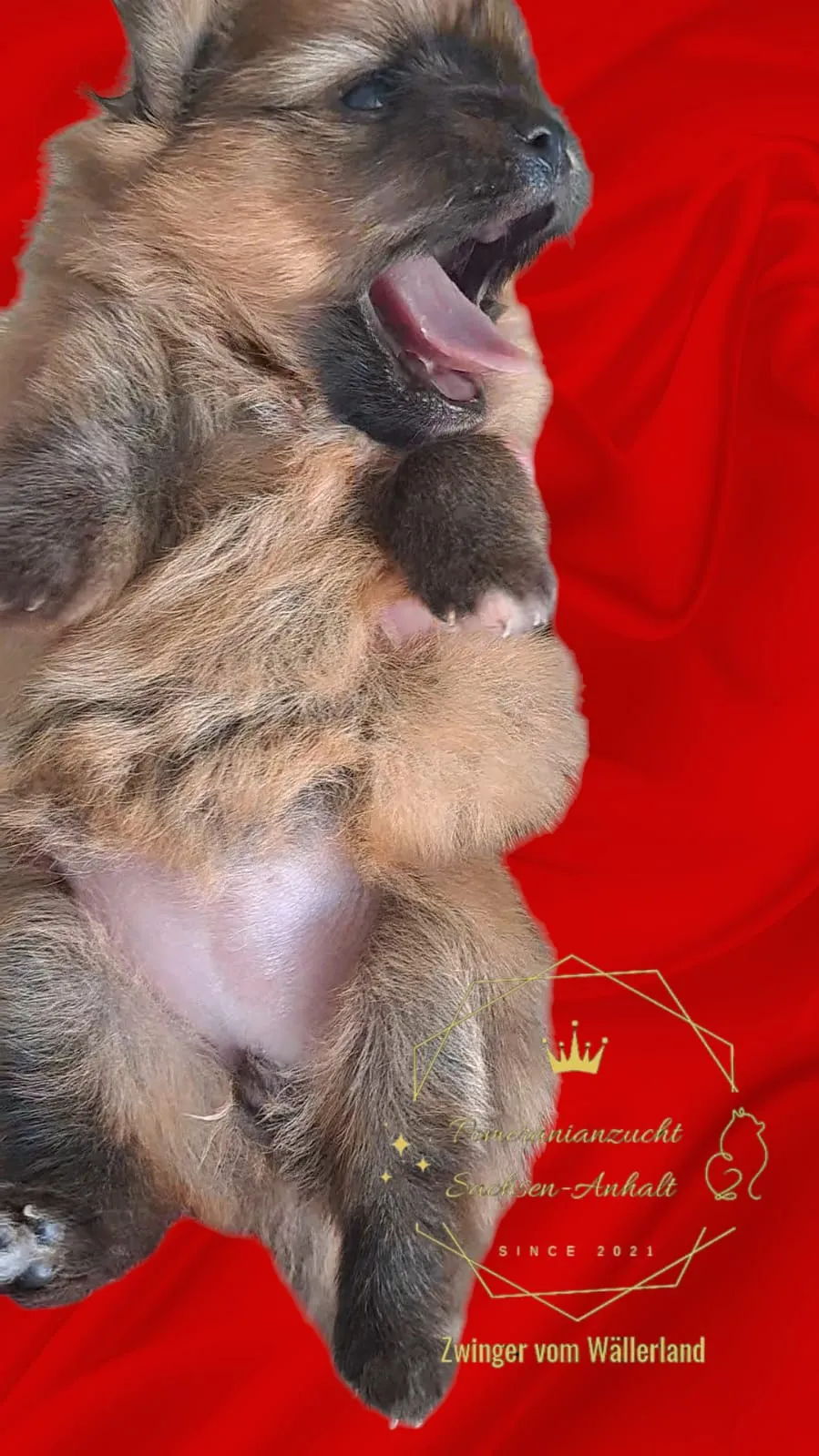 Pomeranianzucht - Hunderasse - Welpen geb. 29.08.2024