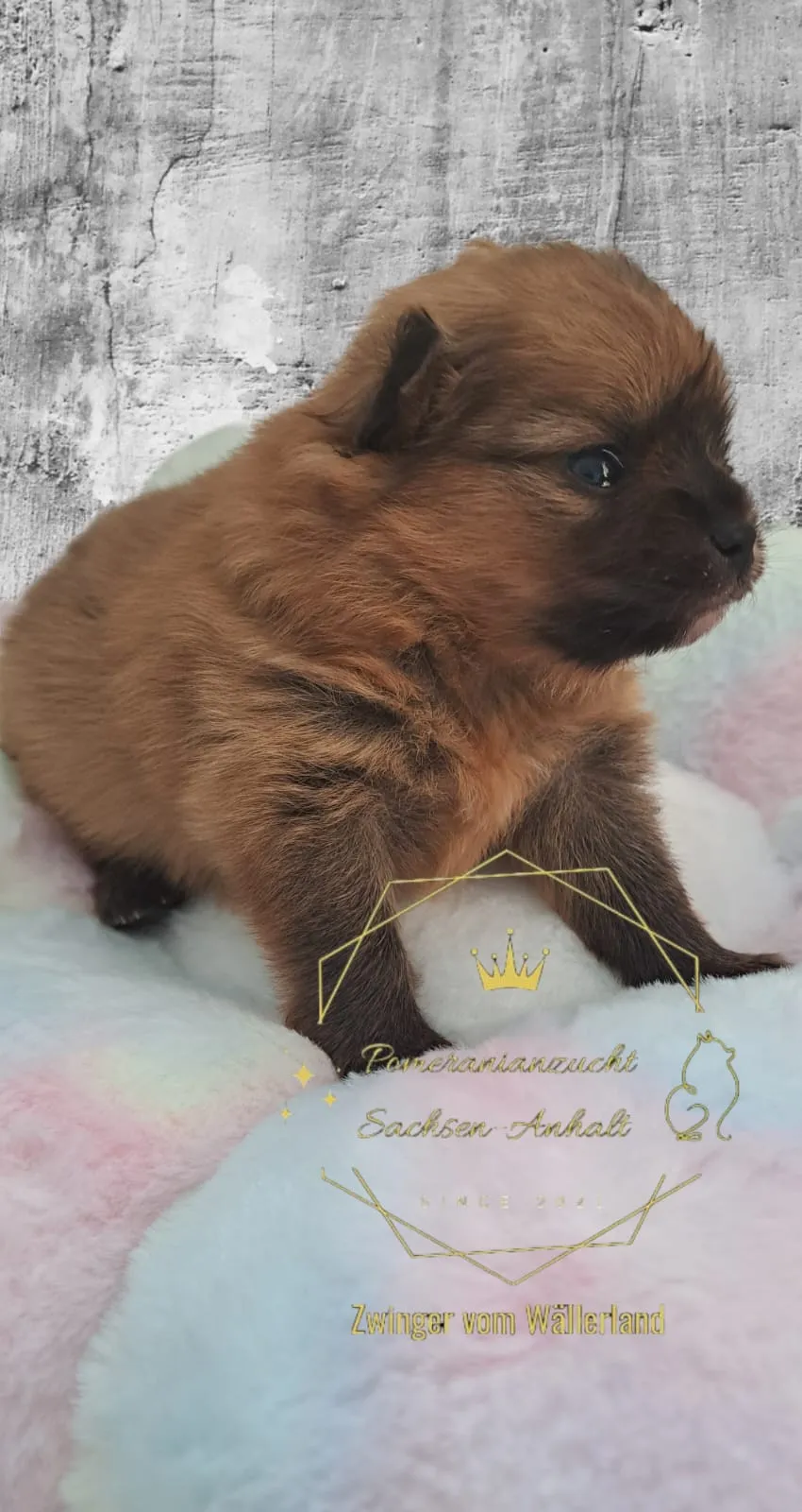 Pomeranianzucht - Hunderasse - Welpen geb. 29.08.2024