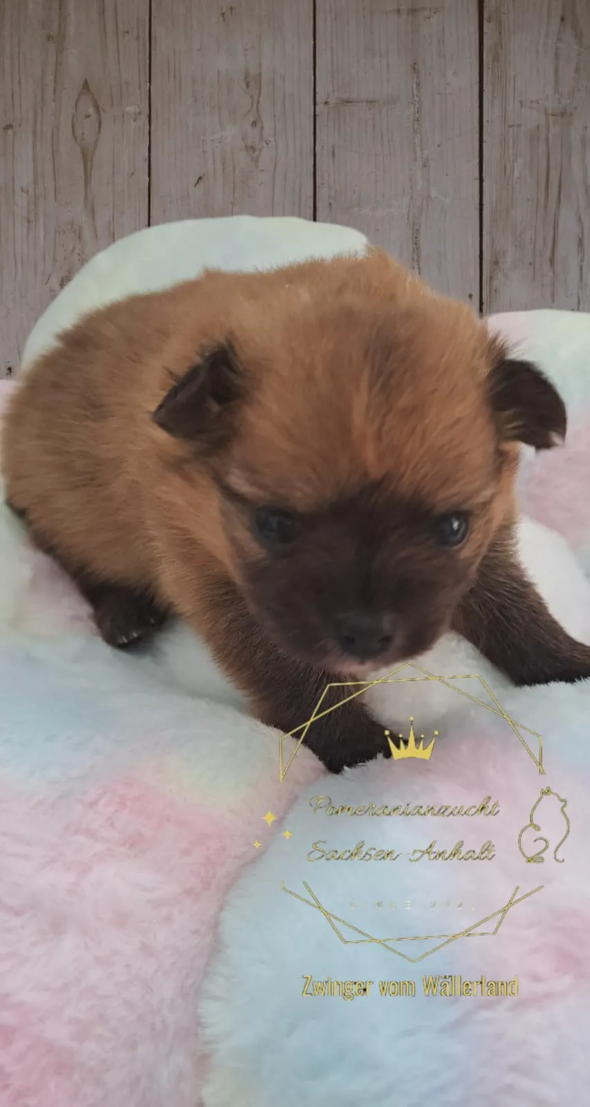 Pomeranianzucht - Hunderasse - Welpen geb. 29.08.2024