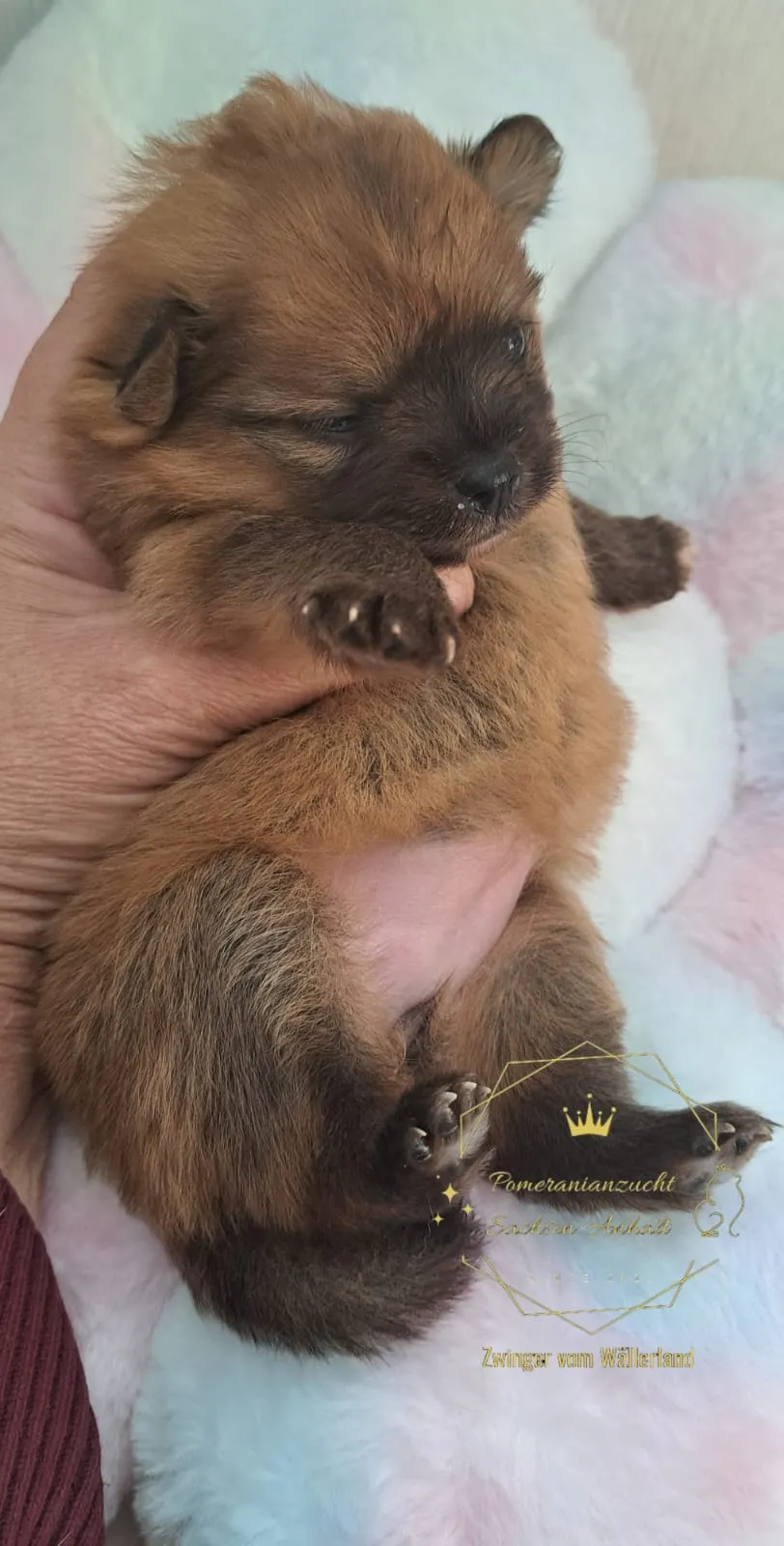 Pomeranianzucht - Hunderasse - Welpen geb. 29.08.2024