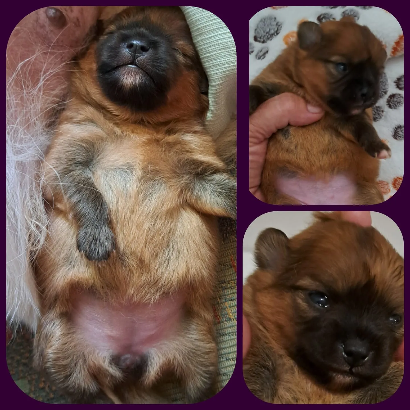 Pomeranianzucht - Hunderasse - Welpen geb. 29.08.2024