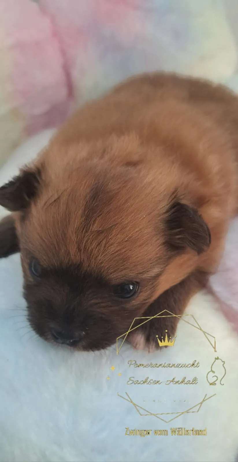 Pomeranianzucht - Hunderasse - Welpen geb. 29.08.2024