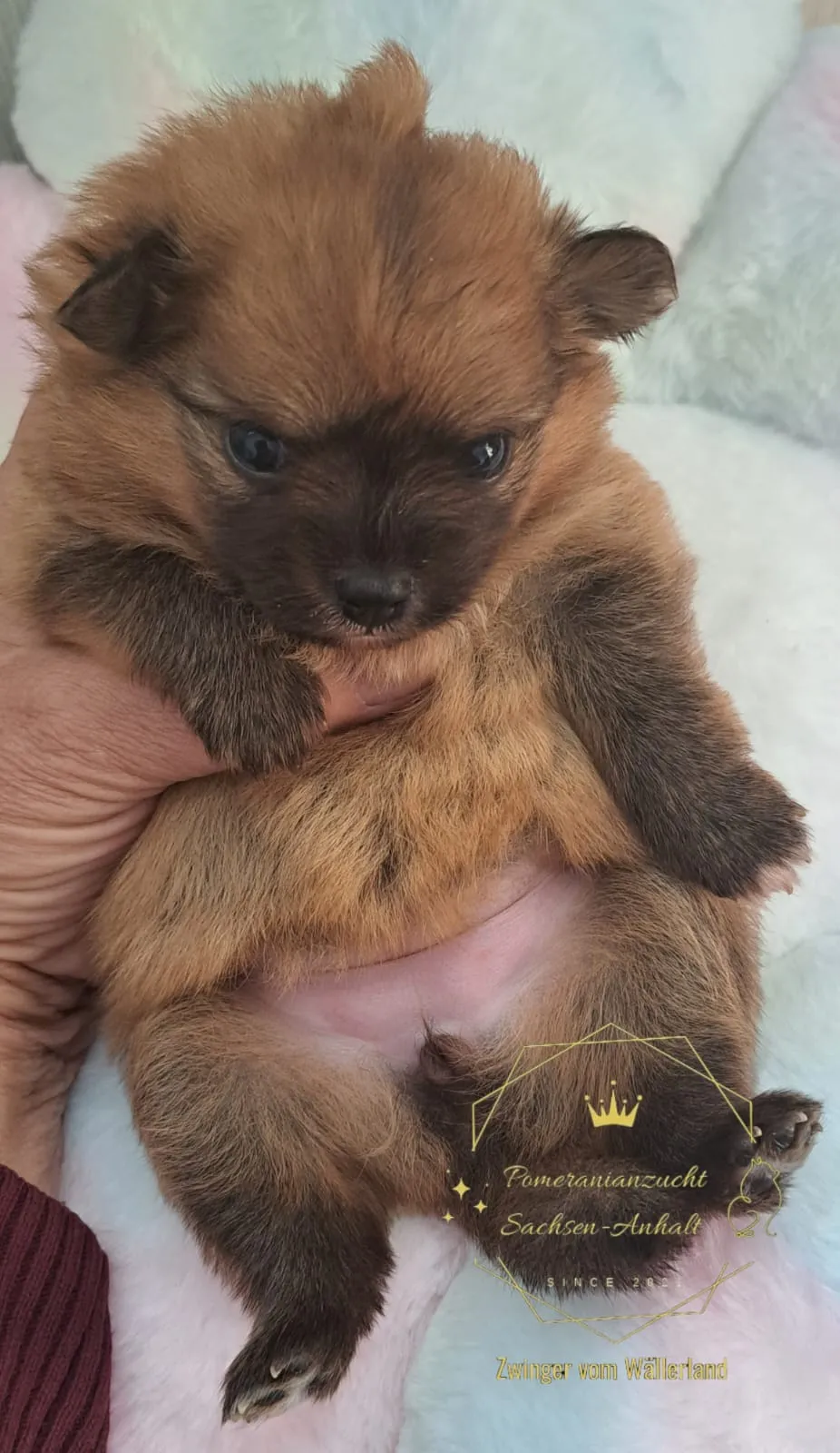 Pomeranianzucht - Hunderasse - Welpen geb. 29.08.2024