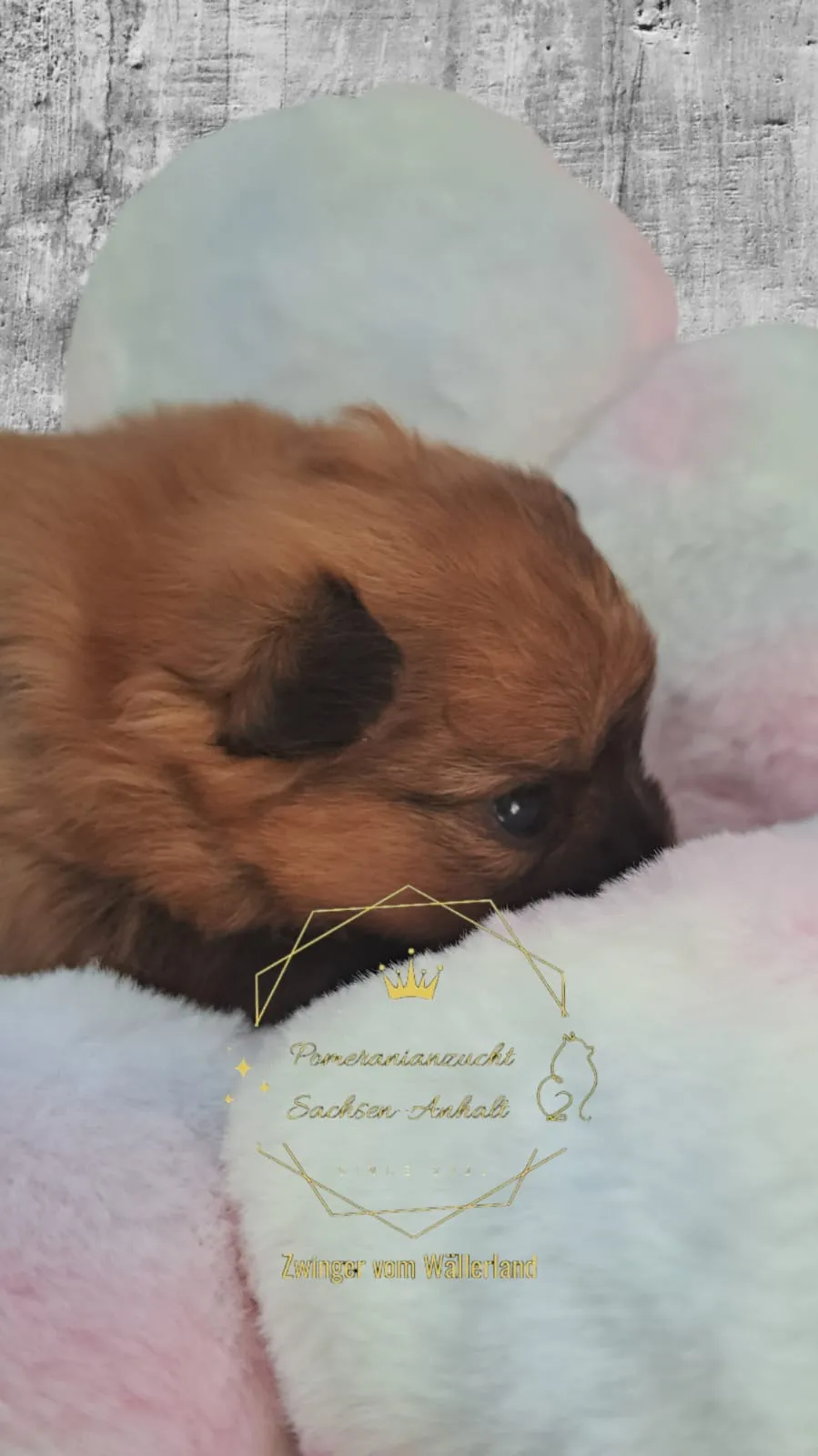 Pomeranianzucht - Hunderasse - Welpen geb. 29.08.2024