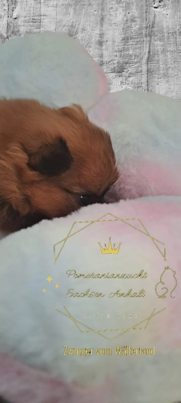 Pomeranianzucht - Hunderasse - Welpen geb. 29.08.2024