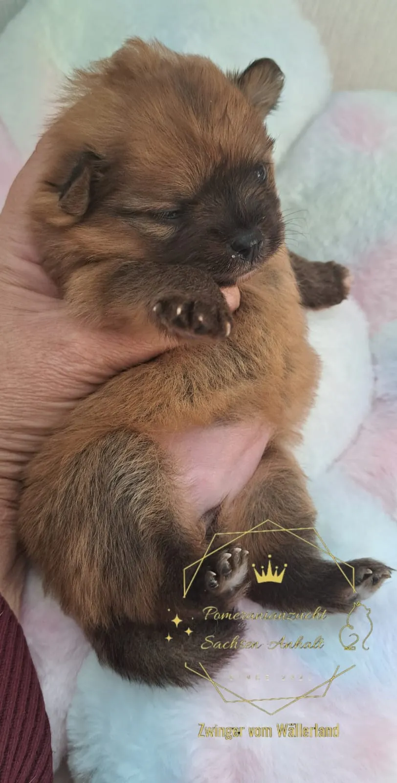 Pomeranianzucht - Hunderasse - Welpen geb. 29.08.2024