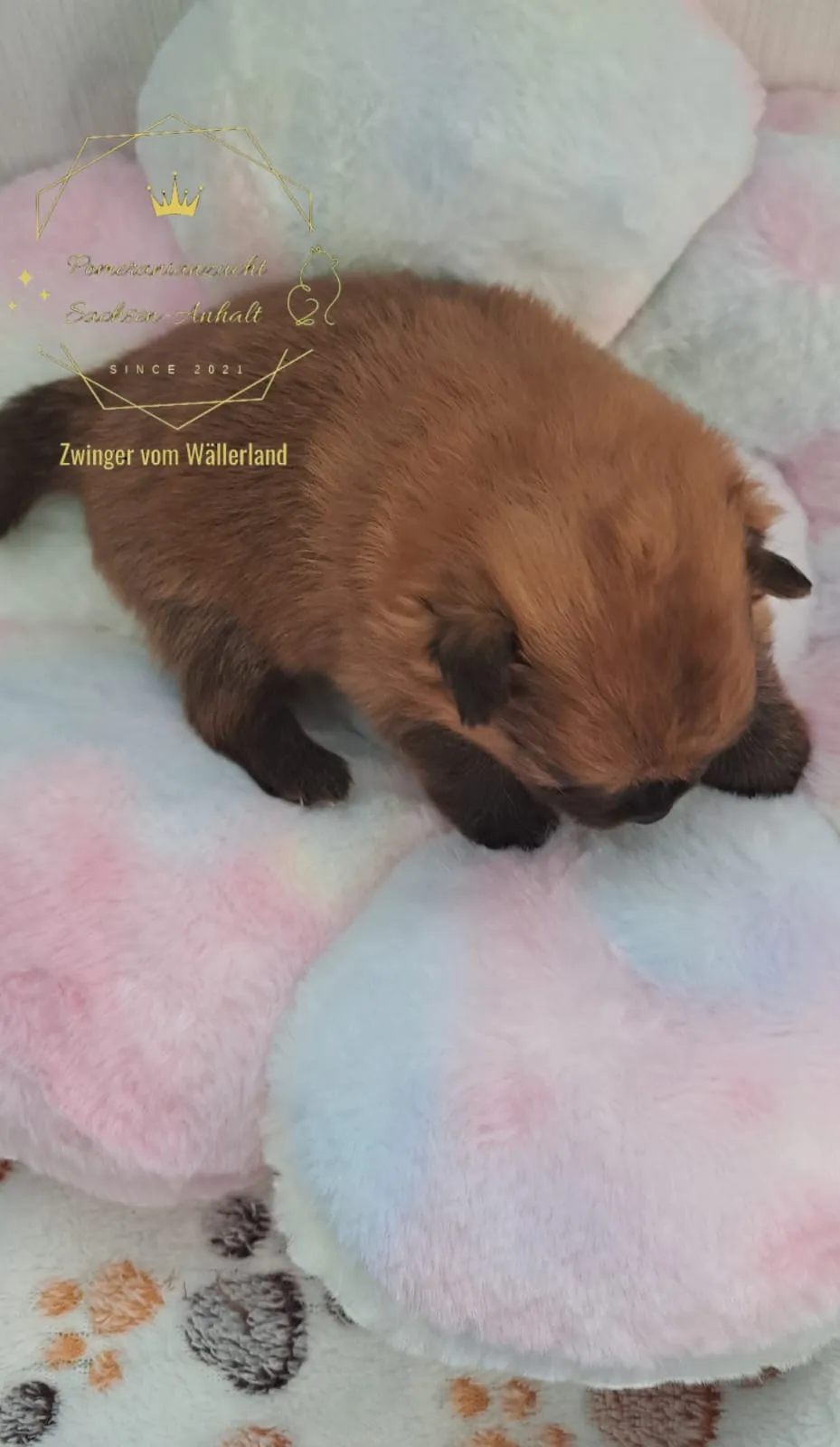 Pomeranianzucht - Hunderasse - Welpen geb. 29.08.2024