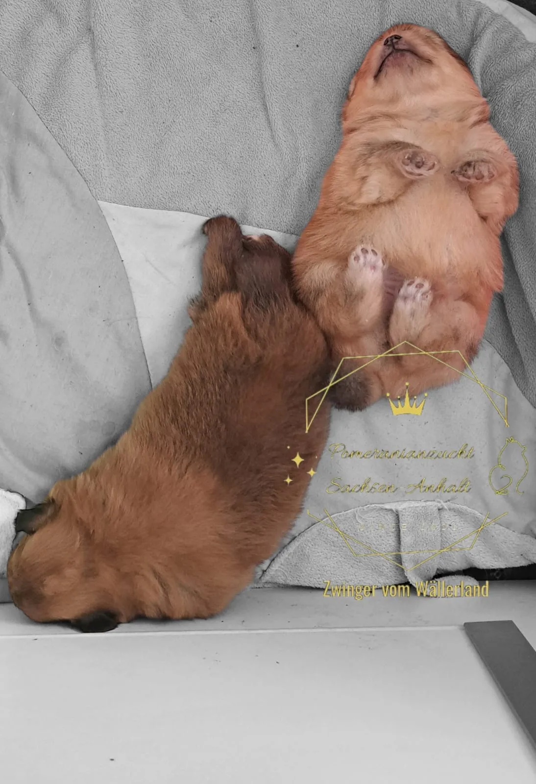 Pomeranianzucht - Hunderasse - Welpen geb. 29.08.2024