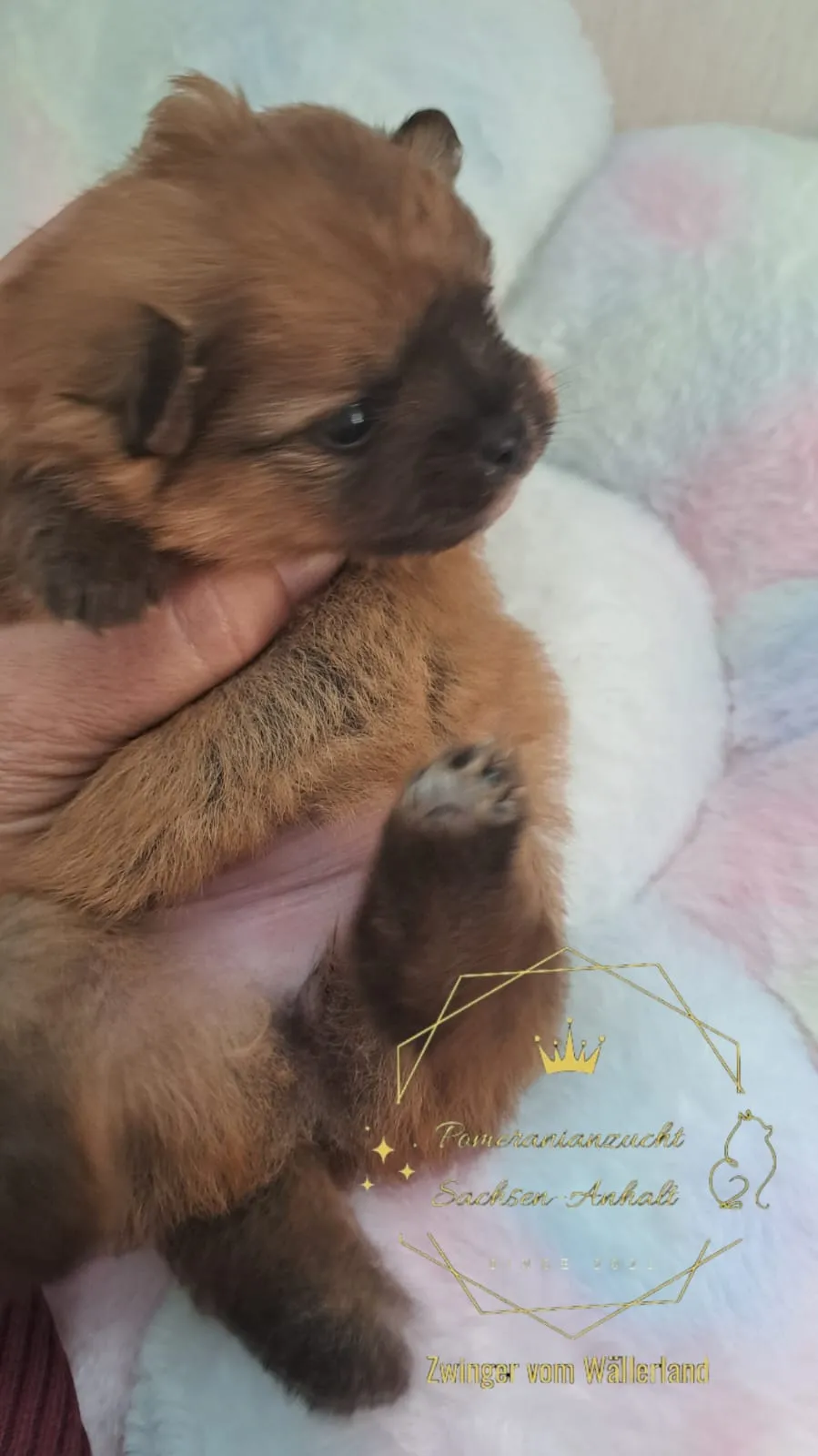 Pomeranianzucht - Hunderasse - Welpen geb. 29.08.2024