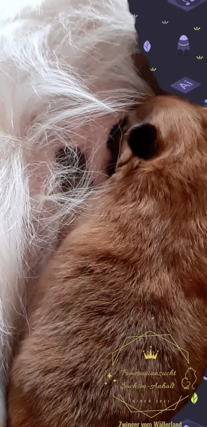 Pomeranianzucht - Hunderasse - Welpen geb. 29.08.2024