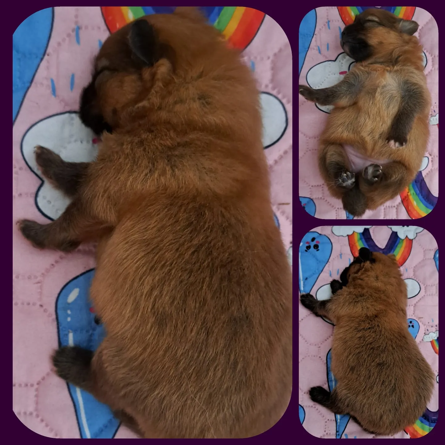 Pomeranianzucht - Hunderasse - Welpen geb. 29.08.2024