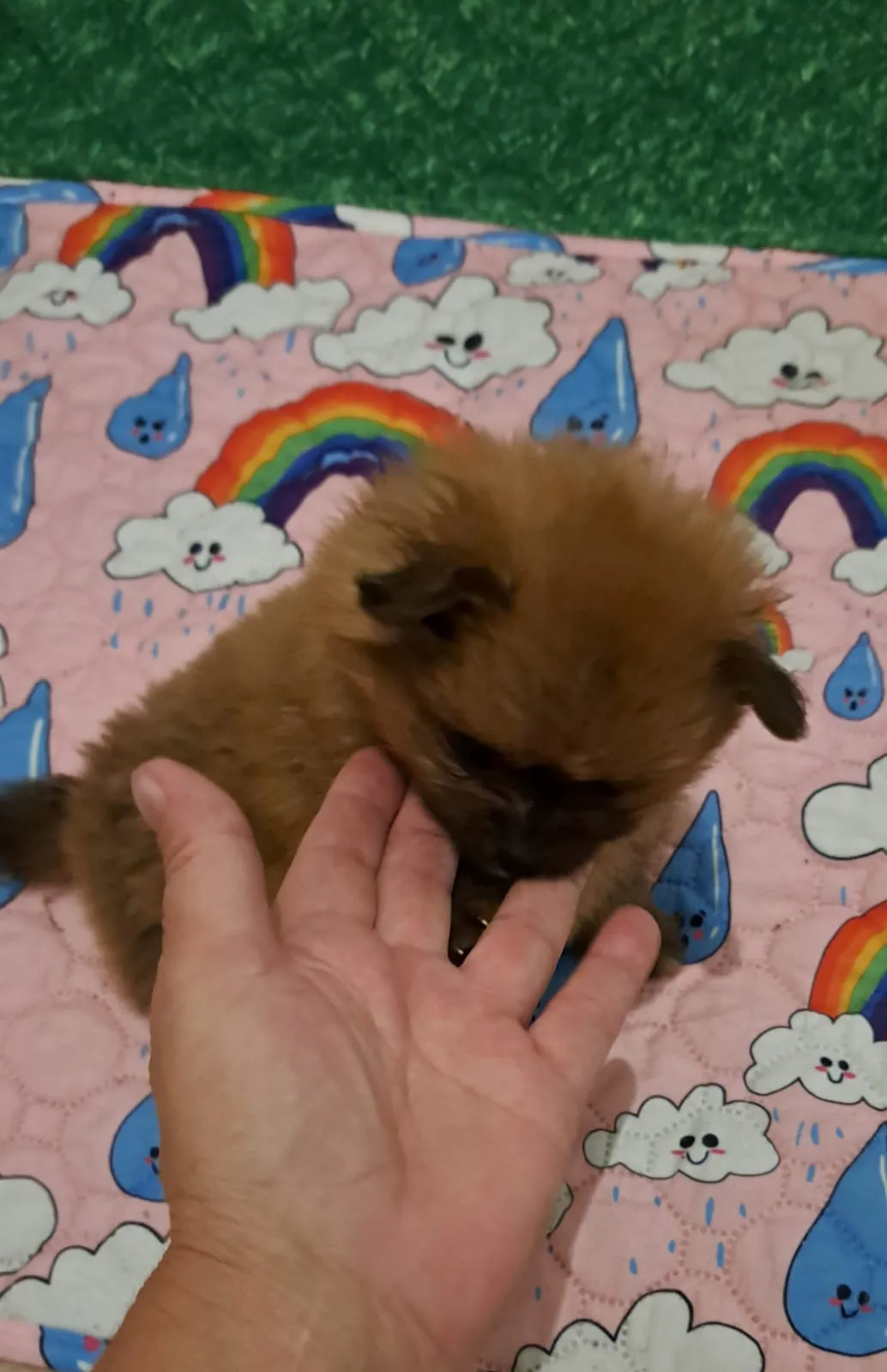 Pomeranianzucht - Hunderasse - Welpen geb. 29.08.2024