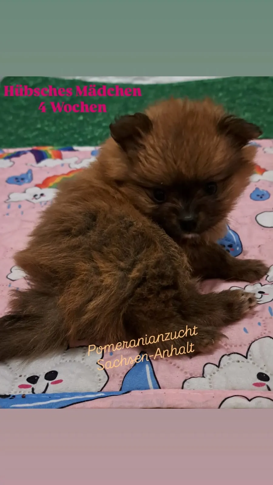 Pomeranianzucht - Hunderasse - Welpen geb. 29.08.2024